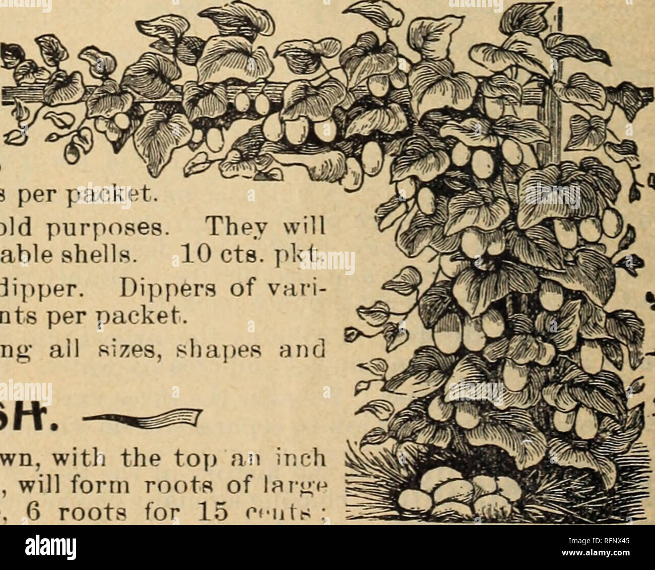 . Hermosas flores de la Calla invernaderos. Viveros (horticultura