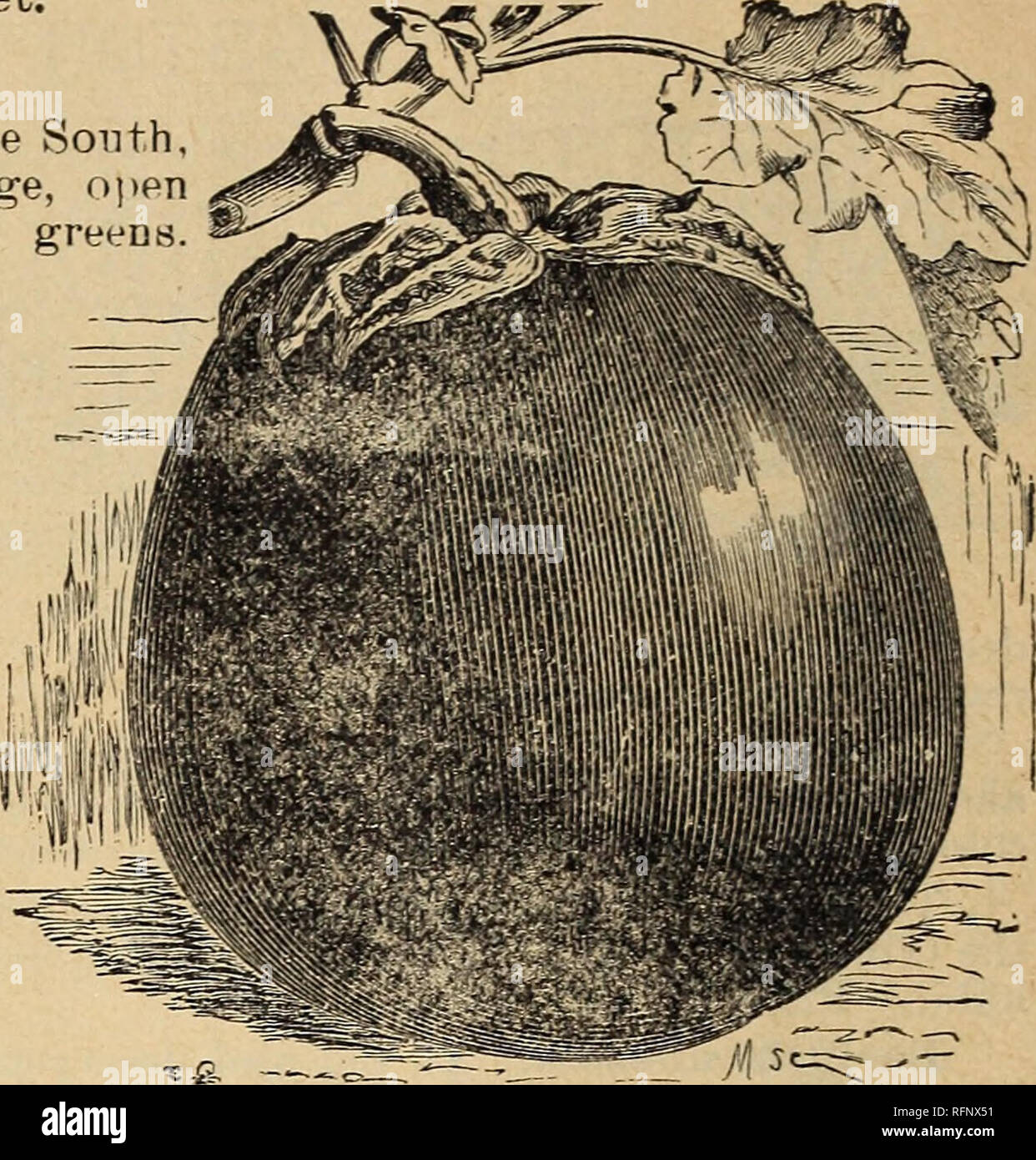 . Hermosas flores de la Calla invernaderos. Viveros (horticultura