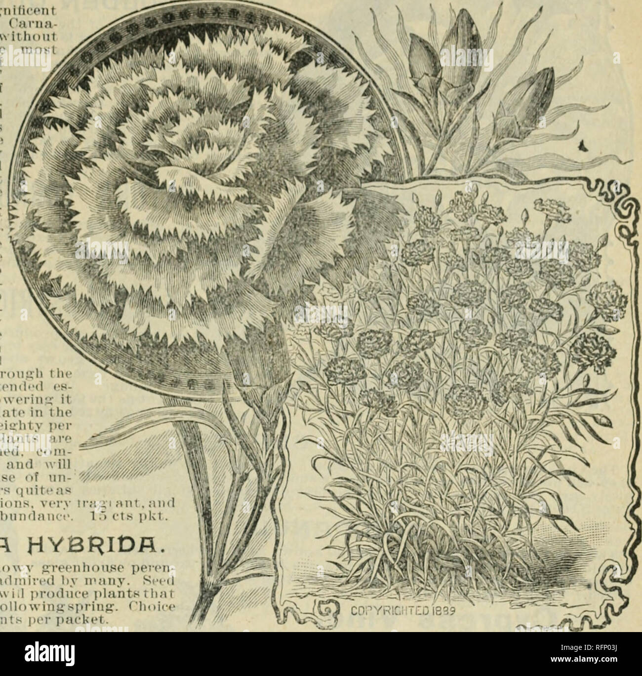 . Hermosas flores de la Calla invernaderos. Viveros (horticultura