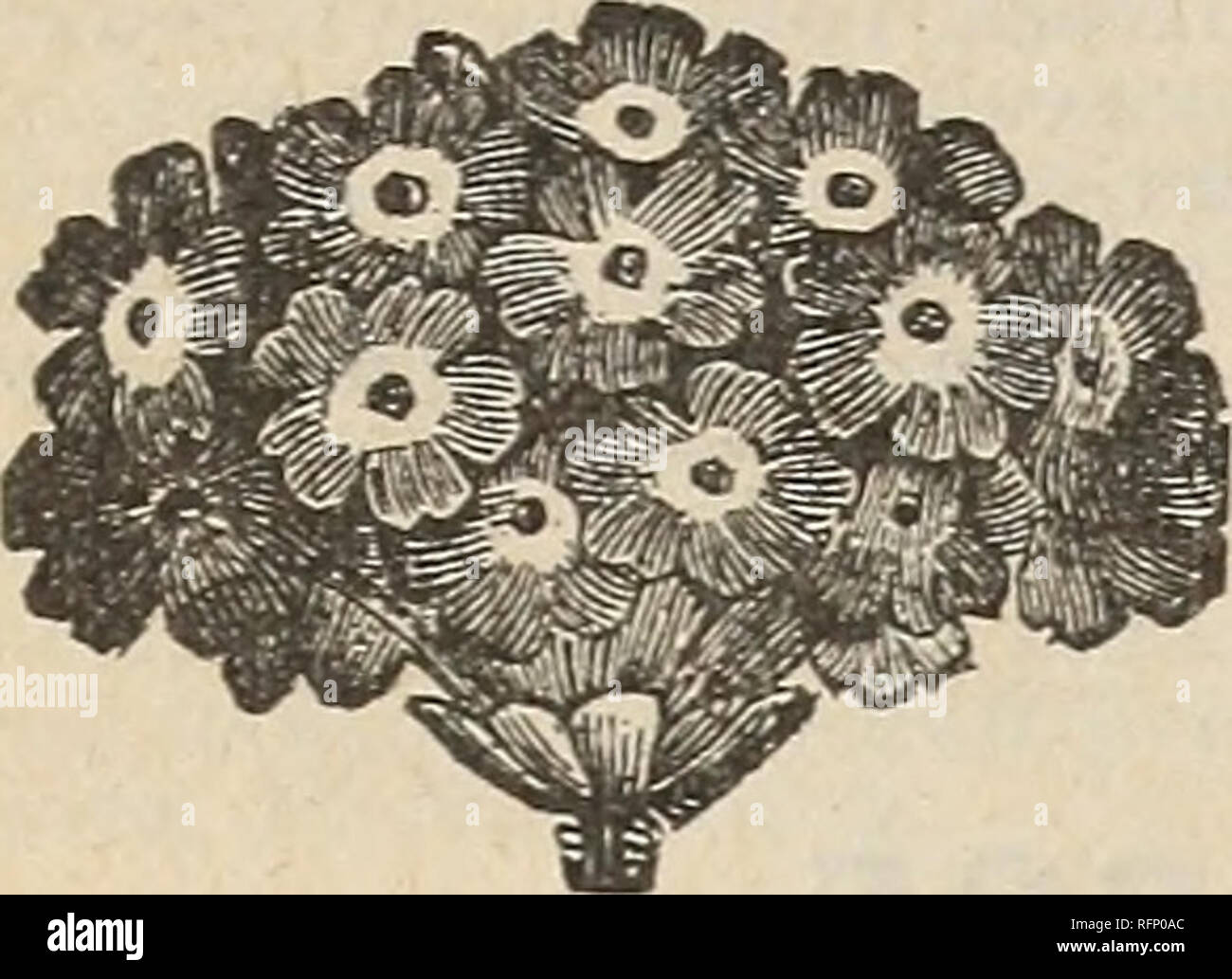 . Hermosas flores de la Calla invernaderos. Viveros (horticultura