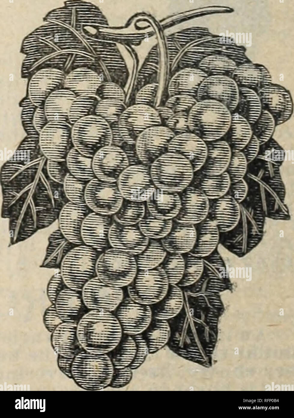 . Hermosas flores de la Calla invernaderos. Viveros (horticultura