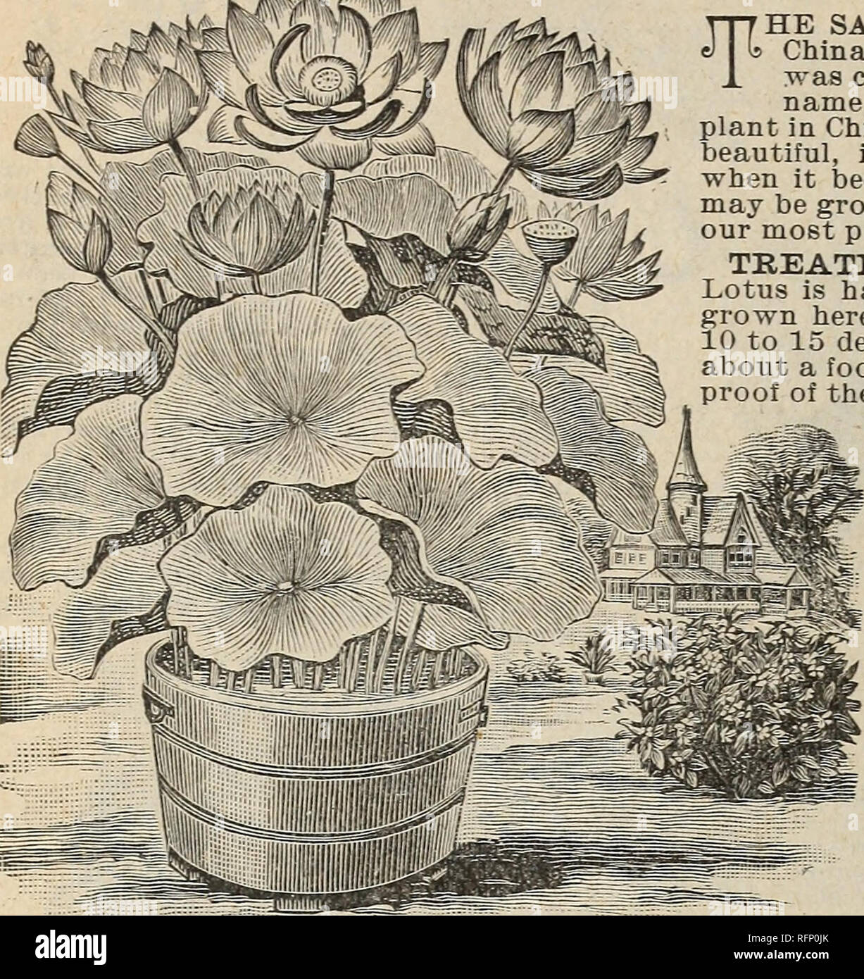 . Hermosas flores de la Calla invernaderos. Viveros (horticultura