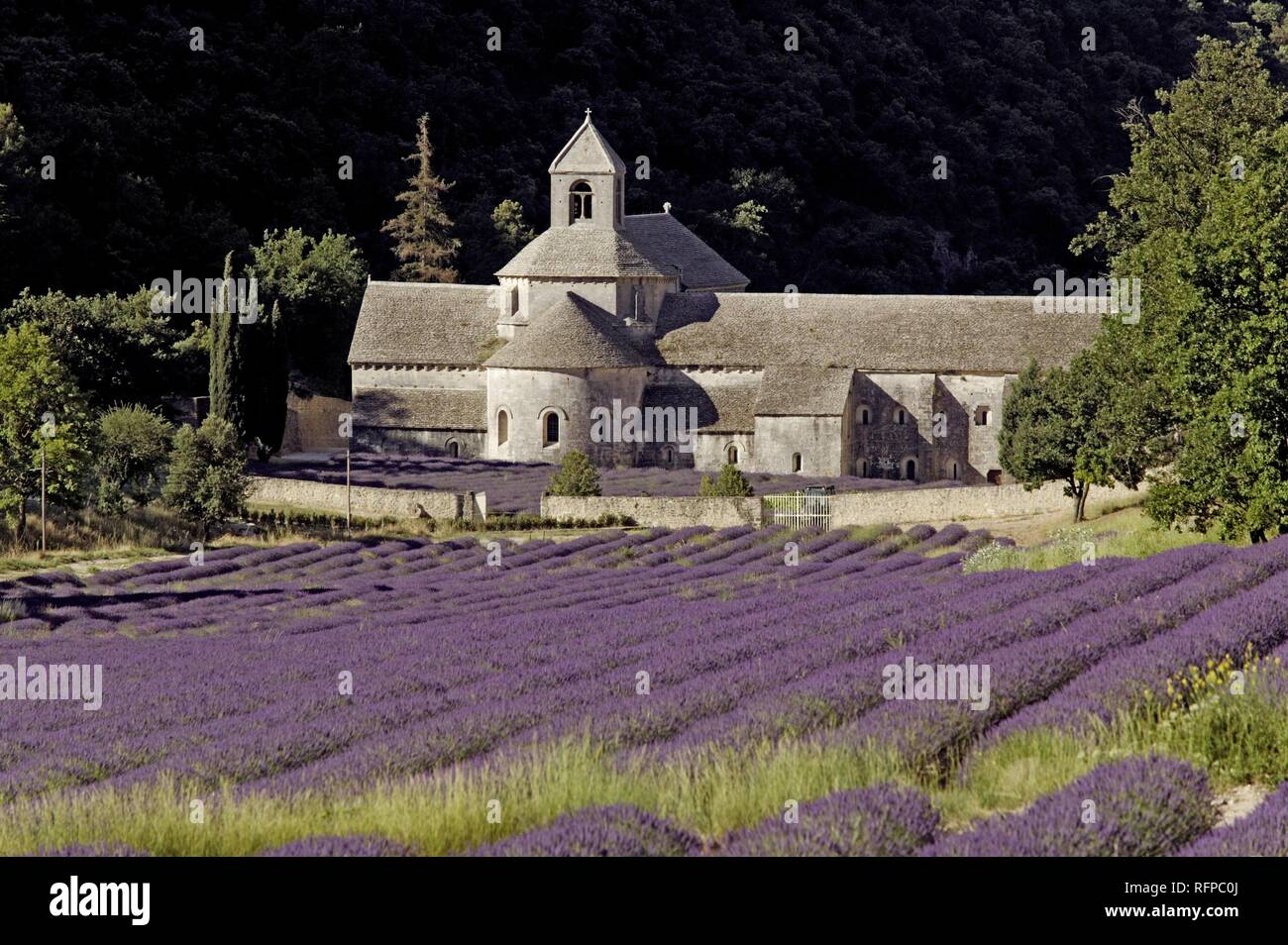 Abadía de Senanque, Vaucluse, South-France, Francia Foto de stock