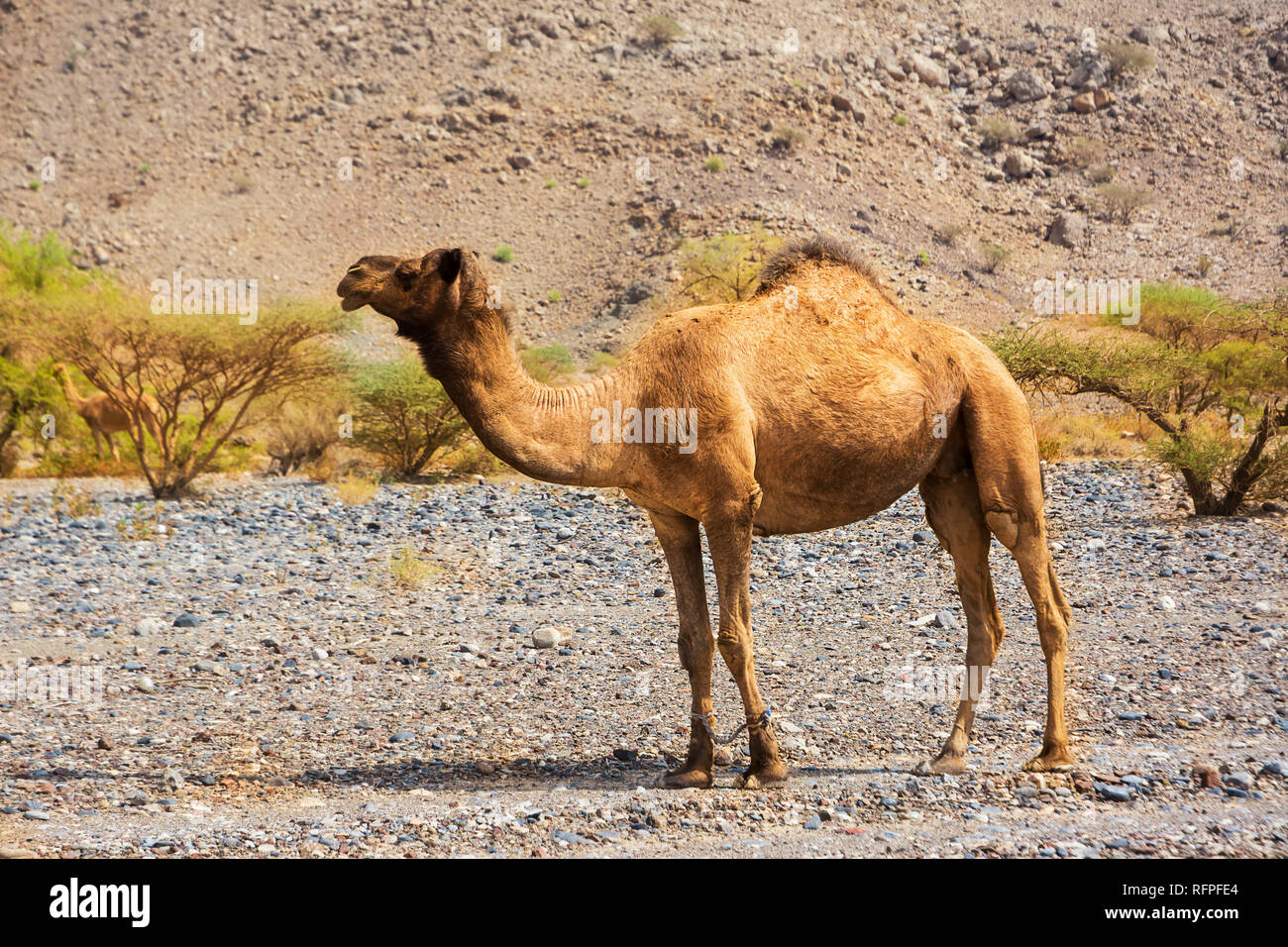 Dromedario con piernas piernas en el desierto rocoso de Omán Foto de stock
