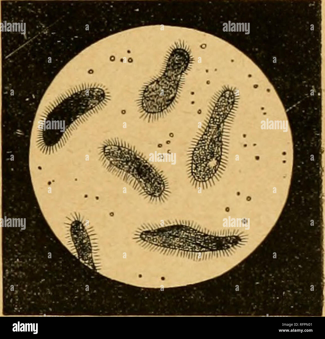 . Cassell la historia natural. Animales; Comportamiento animal. Tipo protozoos. Clase (INFUSORY INFUSORIA ANIMALCULES). Animales Jlicroscopic -una causa de la fosforescencia de la mar y de la decoloración del agua la vida ia infusiones-Chai-del-Infusoria acters Examxile de ciliados Infusorians-La zapatilla Animalcules-Su construcción -el orden flagelado-Características-Ctrcowionas-el cilio-flagelado Characters-The Animalcules Infusorians-de los estanques en el Phoenix Park, Dublín-Melodinium-Ceratium-La Orden Tentaculifera-Gburacters-Acineta- Clasificación - El ectoplasma-la-Endoplasm Origen del Foto de stock