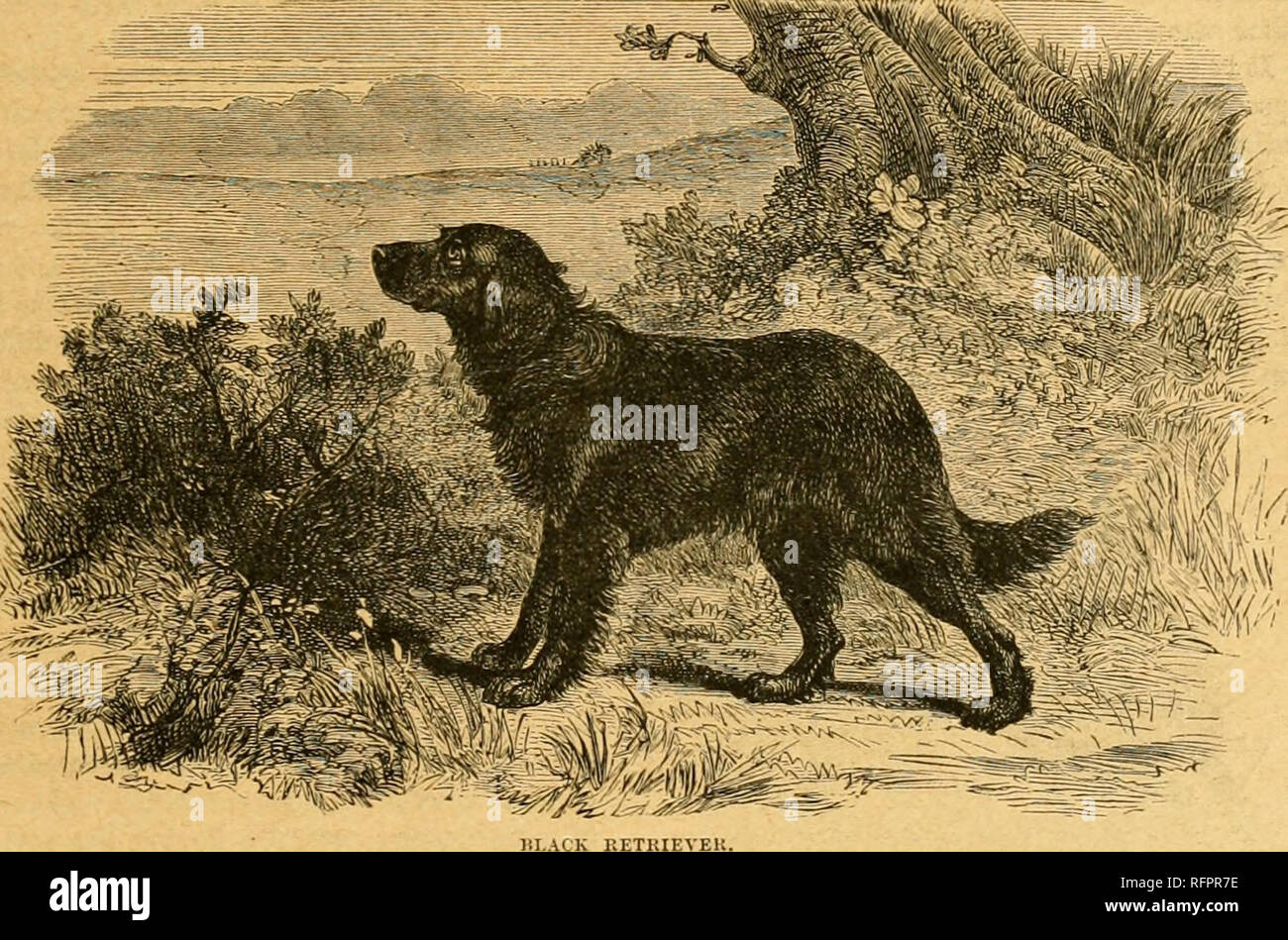 . Cassell la historia natural. Animales; Comportamiento animal. i.xj'J!i:s.IllK KMDTloy sji_ II-i de los luo. 113 para hablar, pero como uno podría imaginar, con bastante éxito parcial. Una curiosa cuenta un intento de este tipo fue comunicada por la GI'cat pliilosoplier Leibnitz a la Academia Francesa. "Un chico, hijo de un campesino, imaginé tliat percibía en la voz del perro un indistinto semejanza con ciertas palabras y, por tanto, tuvo en su cabeza a teacli que hablara. Para ello no escatimó ni tiempo ni dolores con su alumno, que era de alrededor de tres años cuando su educación adquirida Foto de stock