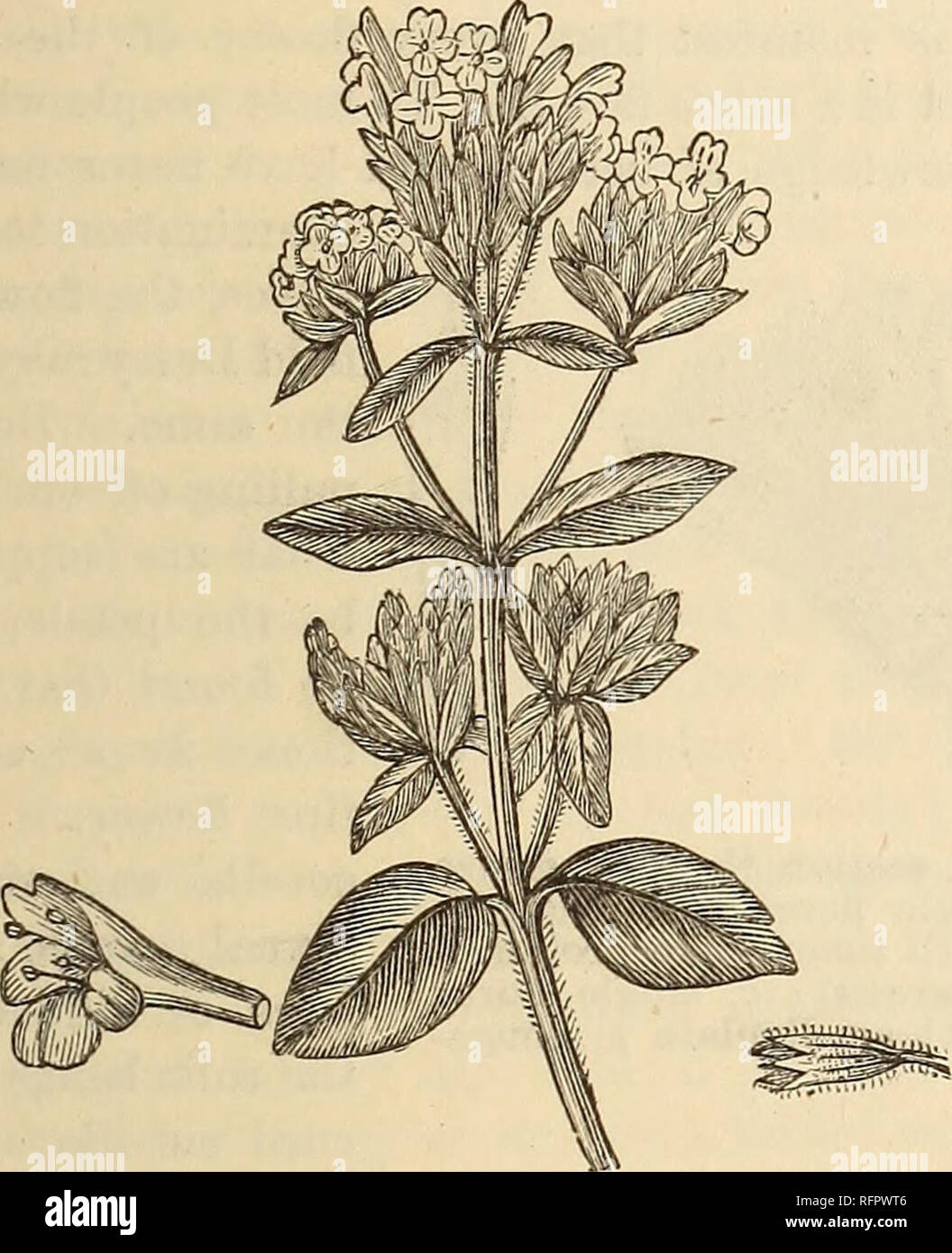 . Cassell popular de la jardinería. Jardinería. V HARDY común flores. {Mejorana Origanum). Francés, Alemán, Marjoran Marjolaine;; Italia,n, Maggiorana.âMar- jorams constan de cuatro o más especies. Referencia: sólo se realizarán a tliree, sin embargo, que son los más útiles, aunque no más de dos especies son de uso general, que comprende la olla " " y " " Marjorams dulce. {Mejorana Origanum onites pot) es un arbusto enano perenne, introducida desde Portugal. Es sólo moderadamente resistentes, y requiere ser mayor re- gularly y mantenidos en thrifty jóvenes arbusto forman, más severa y e Foto de stock