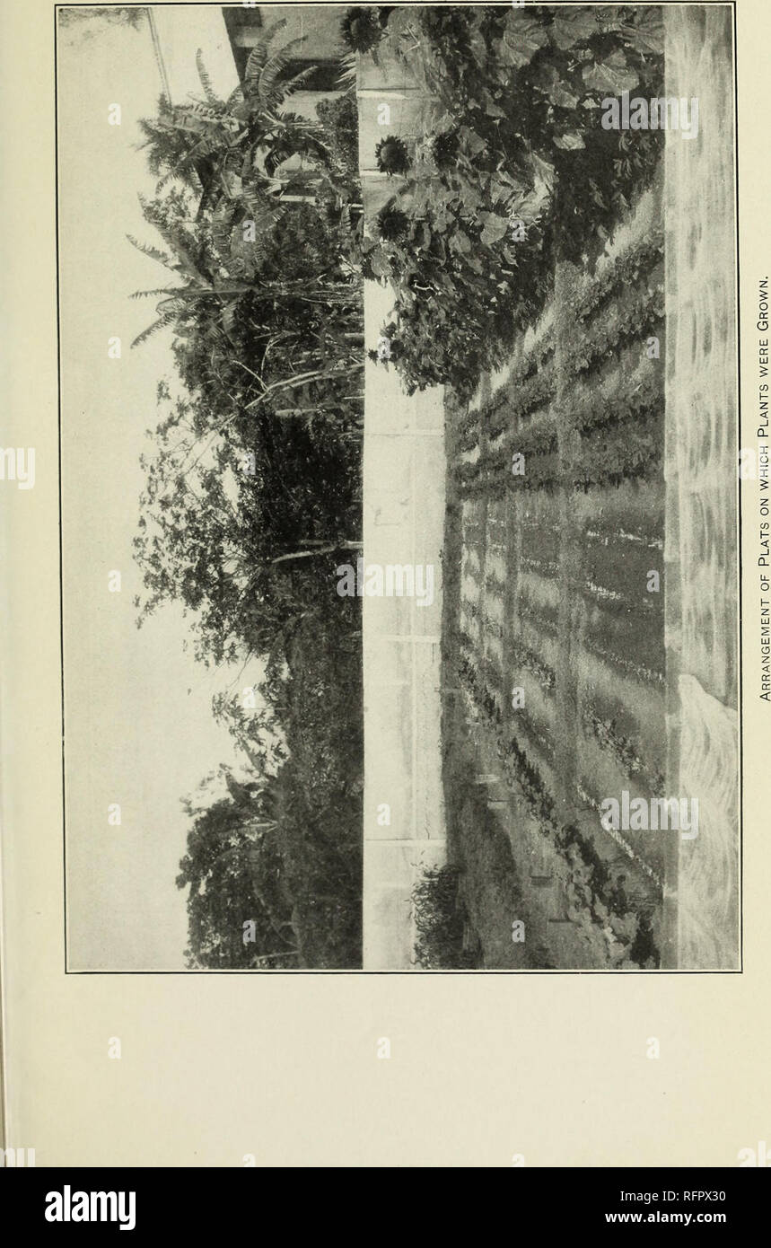 . El efecto de la fuerte suelos calcáreos sobre el crecimiento y composición de cenizas de algunas plantas. Bui. 16, Porto Rico Agr. Expt. Estación. I. LA PLACA. Por favor tenga en cuenta que estas imágenes son extraídas de la página escaneada imágenes que podrían haber sido mejoradas digitalmente para mejorar la legibilidad, la coloración y el aspecto de estas ilustraciones pueden no parecerse perfectamente a la obra original. Había engaño, P. L. (Philip Lindsey), 1883-; Ageton, Charles Norman, 1883-1928. La Estación Experimental Agrícola de Puerto Rico Foto de stock