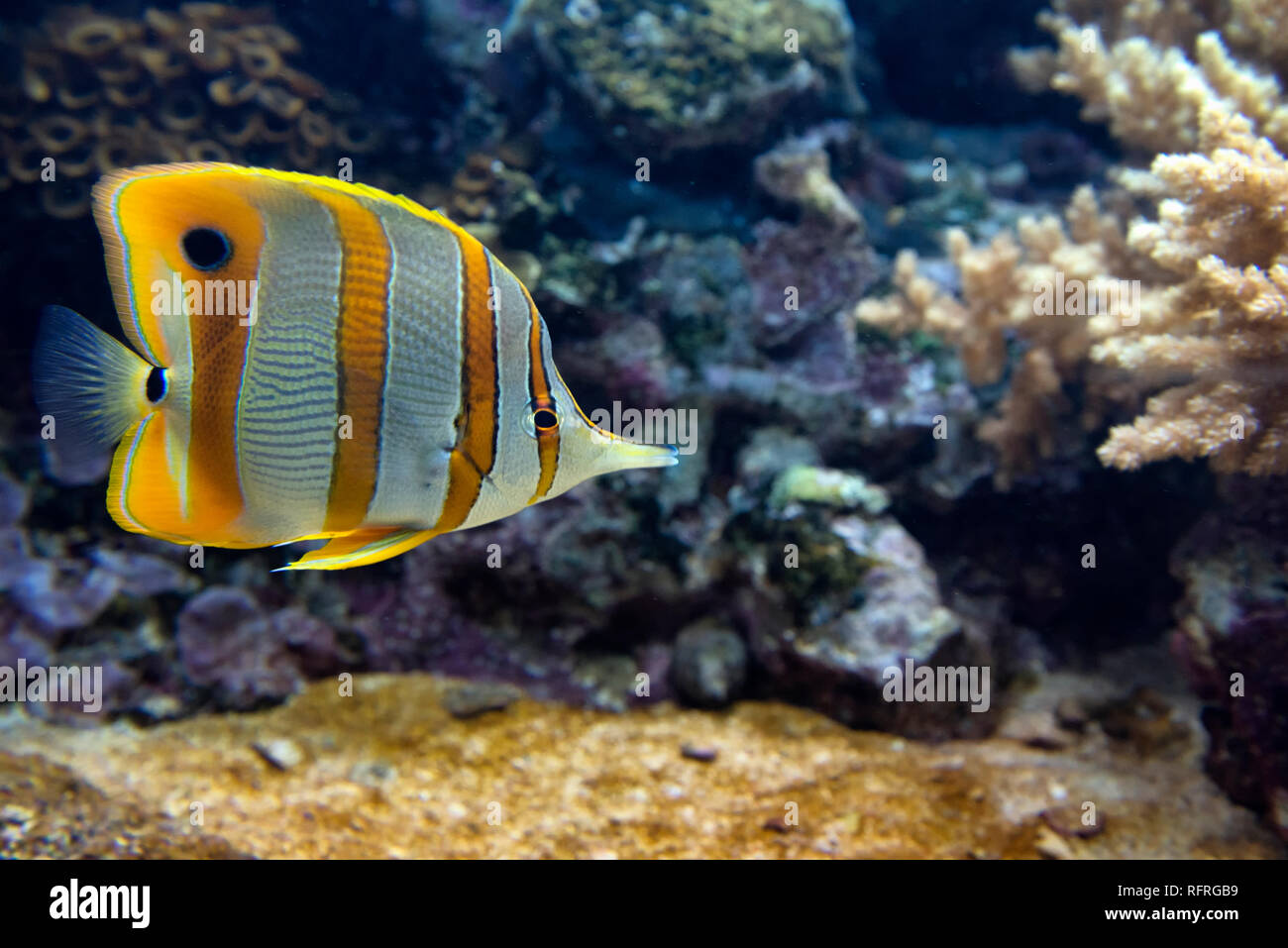 Copperband butterflyfish o picuda de peces de coral (Chelmon rostratus) Foto de stock