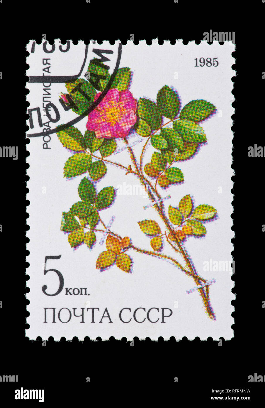 Sello de la Unión Soviética (URSS) que describía Rosa acicularis lindi, planta medicinal de Siberia. Foto de stock