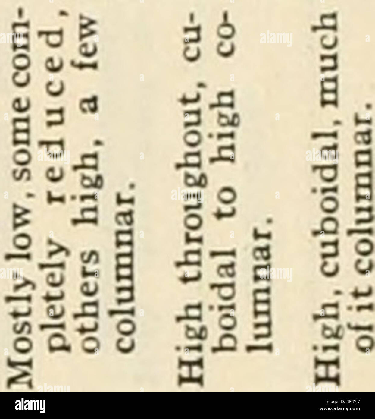 . Carcinoma de tiroides en el salmonoid peces. El cáncer; bocio; glándula tiroides; trucha. 478 BOLETÍN DE LA OFICINA DE PESCA. ¢â¢s I CA § o .Q W â¢â â â B H 3 â¢0,3 u 8 - una en â s a^s es "Yo si .0 S3.t:2 -.cj o ca 11 ⢠r- co o .2 a 2 sS M â€.2 una o ^.2, Hg -o yo-^ j::-:; X 3 3 ¢ai 11 Tn3 para I 3' u o 1I?; O cS â qa .3 es 8- Cordones nnec, sangre mus- 8? -3 â -^n â¢5.3*S I L-I una â¢i £ un il i ca una =3 ^^ I - â¢s. 3 0. o cÂ". Yo"¢2 8 M.2 OS ea o u a g sa o ^ â es una w v cs 3 2 9 3 "s g una Â" SI o 3 *^ ST â 2 01 S^M en ca 9 OJS o O (un'^ V 3 ^ 5 53 d u "oh Foto de stock