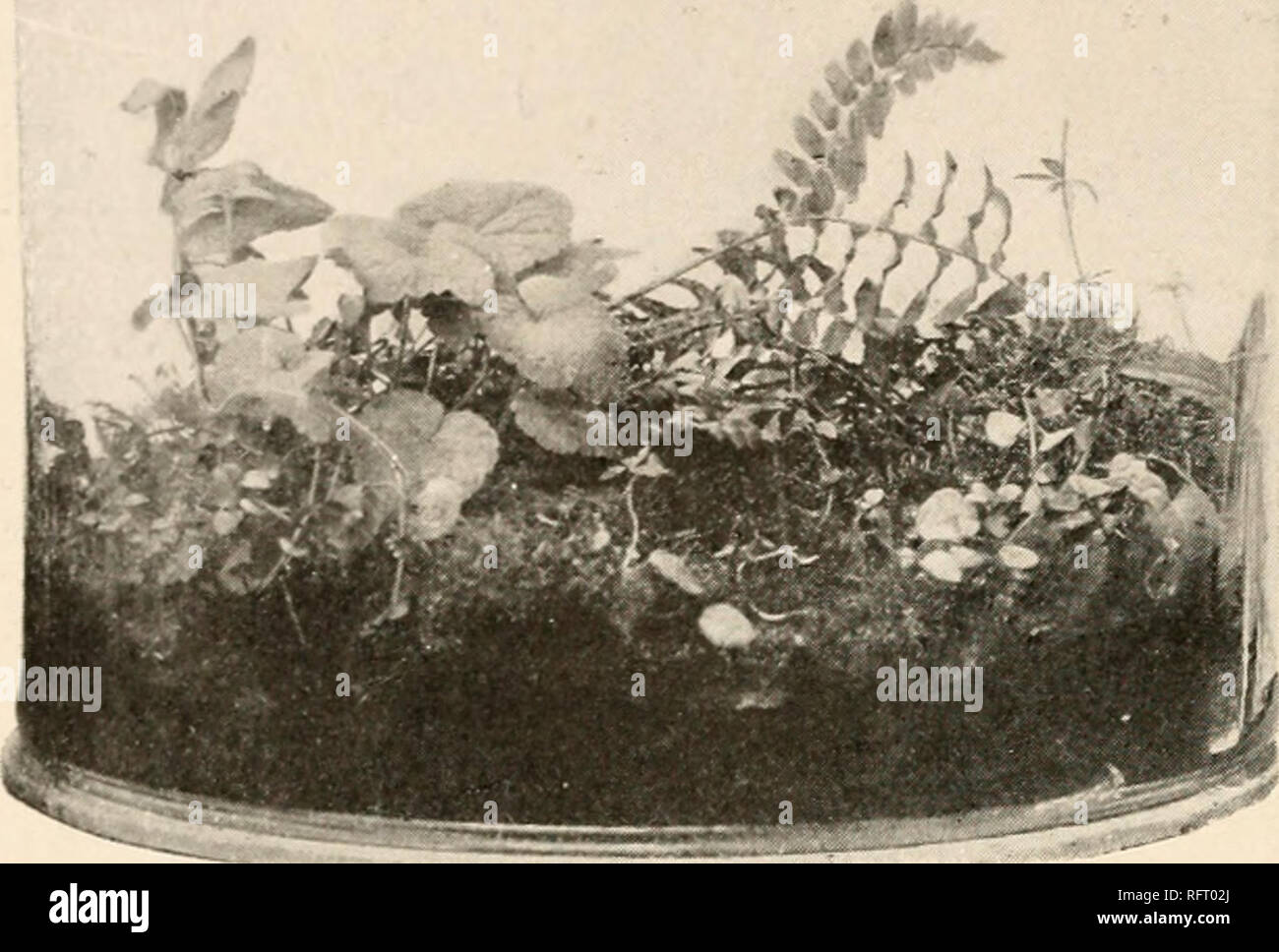 El Cuidado De Acuarios Domesticos Los Acuarios 50 Acuario De