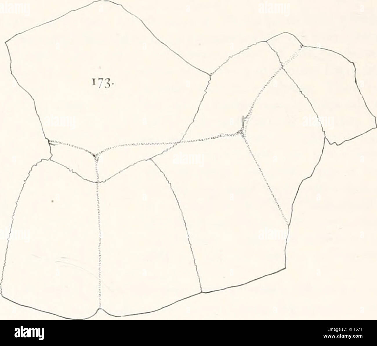 indigo bolsagage status