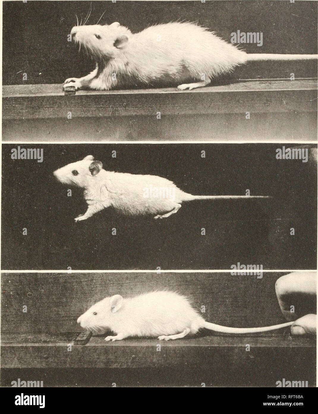 Publicación de la Carnegie Institution de Washington. OSBORNE Y MENDEL  PLACA 1 B. A. 238 ratas hembra. Los 140 días de edad, peso de 144 gramos,  lo cual es normal para