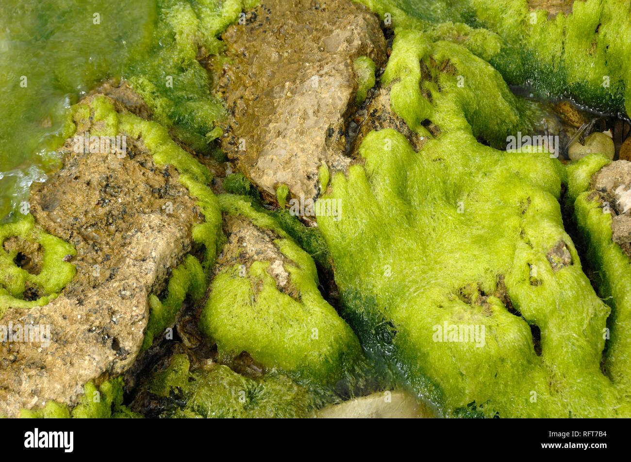 Resumen Los patrones naturales de cantos rodados y rocas cubiertas de algas ao el litoral de Île Saint Honorat, una de las Islas de Lérins, Riviera Francesa Foto de stock