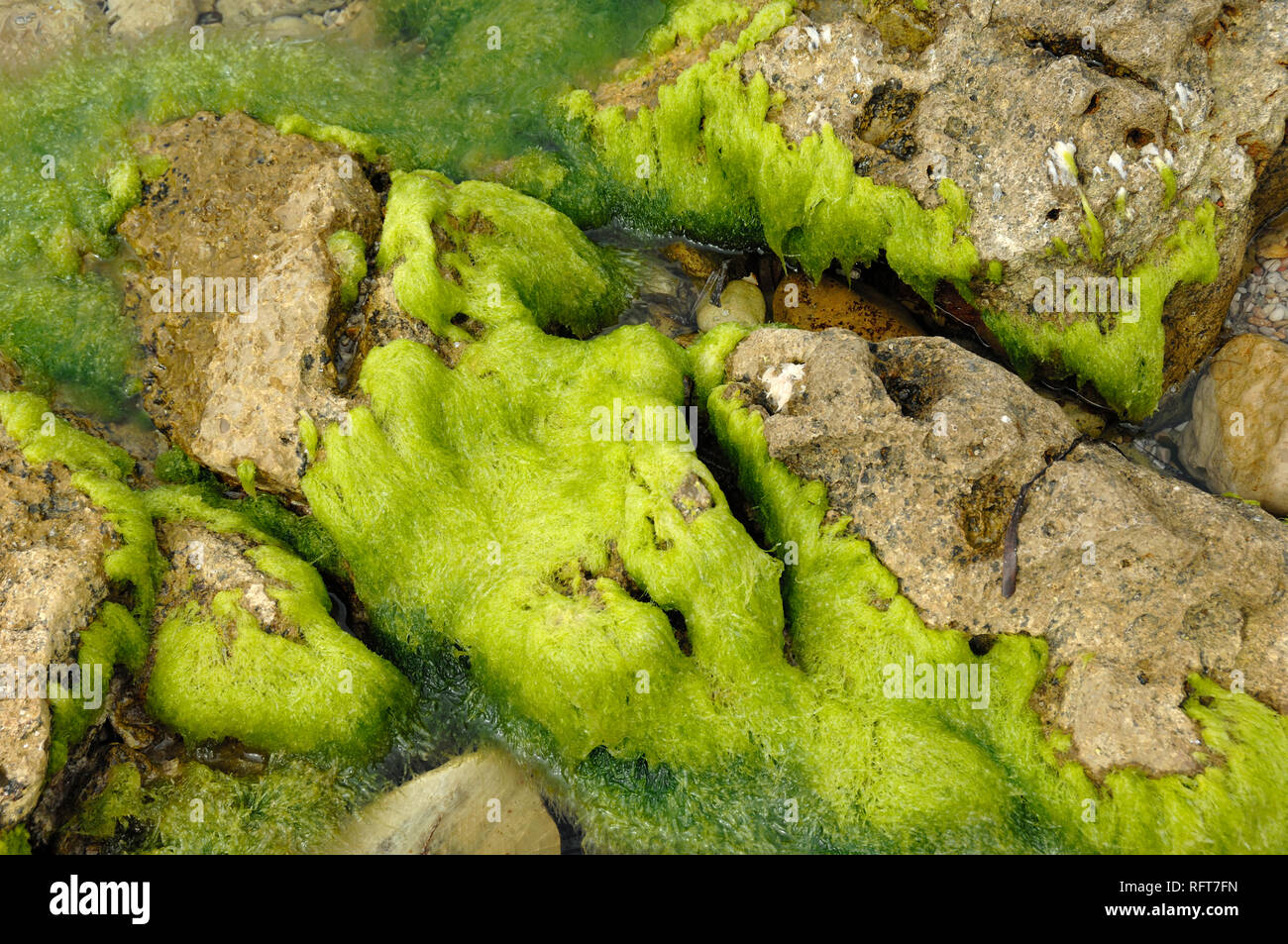 Resumen Los patrones naturales de cantos rodados y rocas cubiertas de algas ao el litoral de Île Saint Honorat, una de las Islas de Lérins, Riviera Francesa Foto de stock