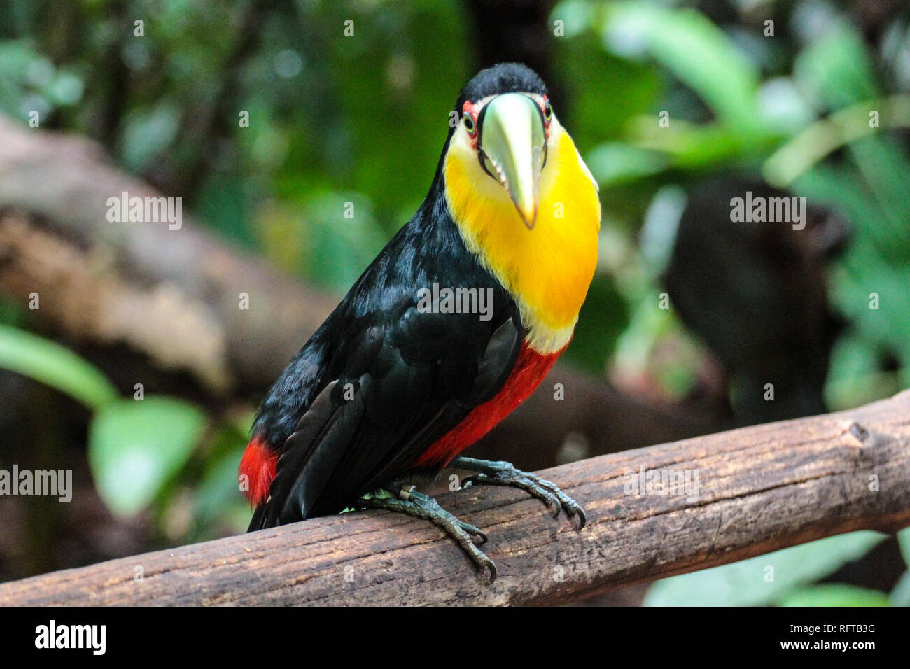 Tukan, einer der schönsten tropischen Vögel Foto de stock