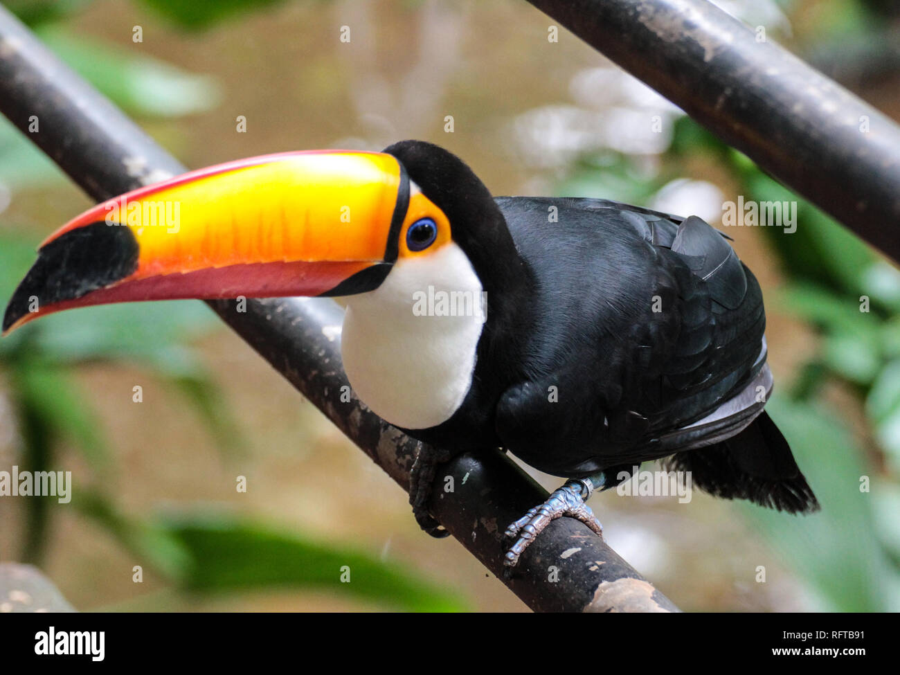 Tukan, einer der schönsten tropischen Vögel Foto de stock