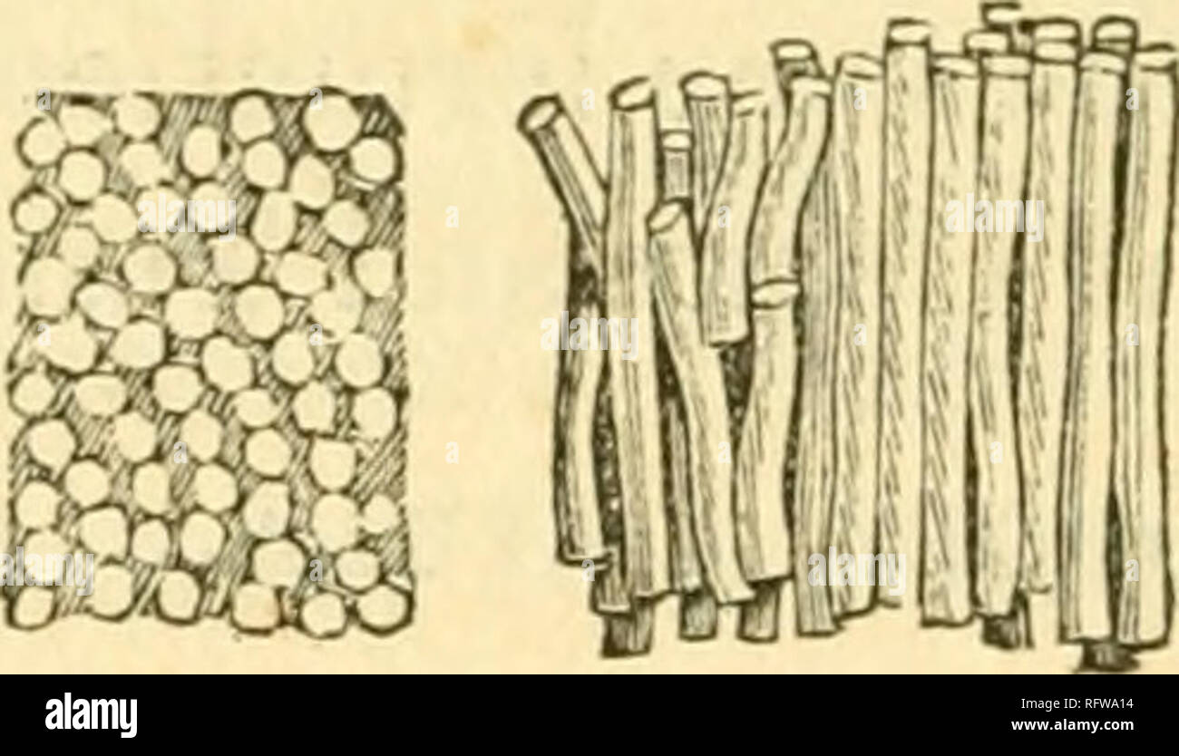 El naturalista y ge logo canadiense. Historia Natural