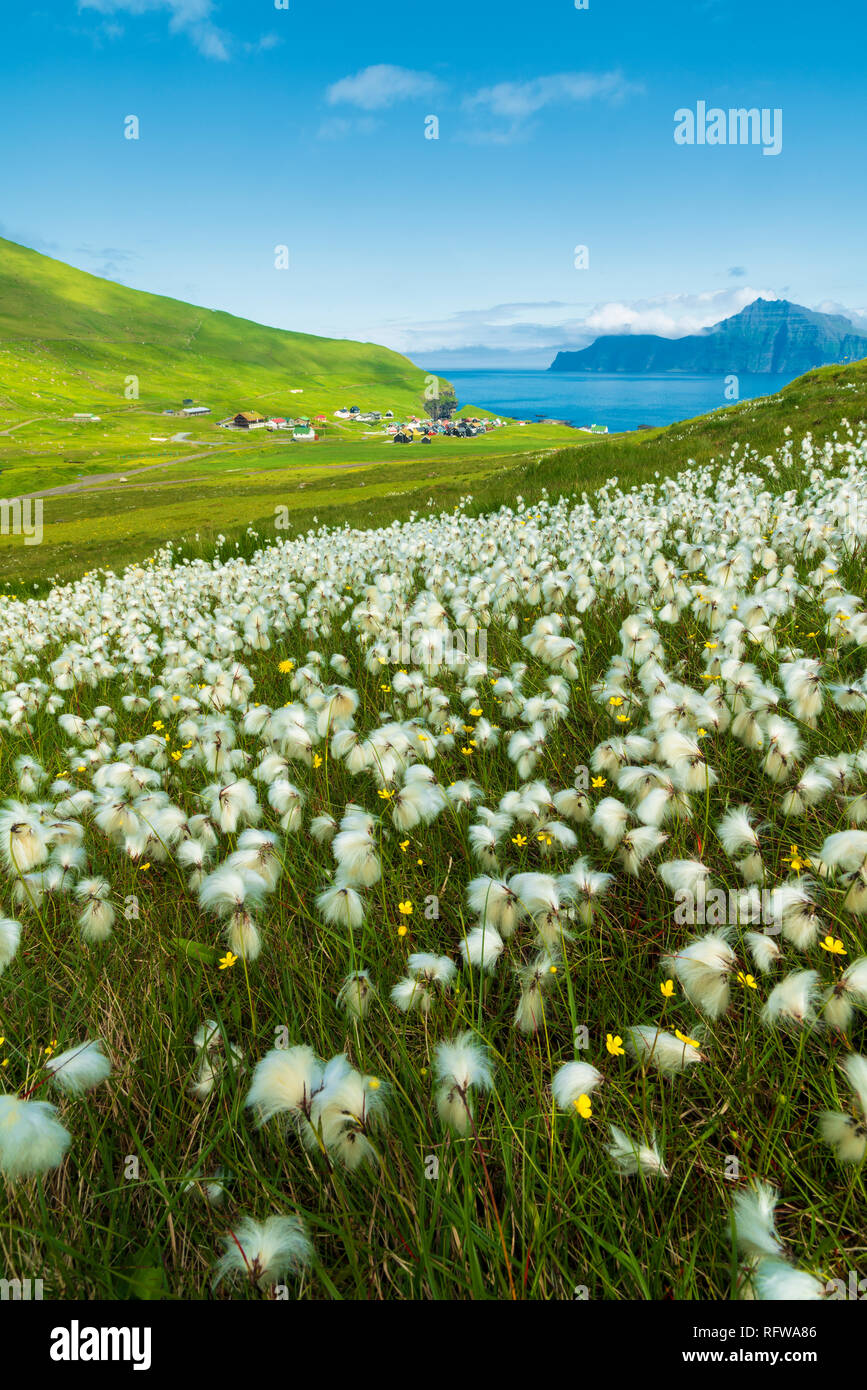 Hierba de algodón durante el verano bloom, Gjogv, isla Eysturoy, Islas Feroe, Dinamarca, Europa Foto de stock