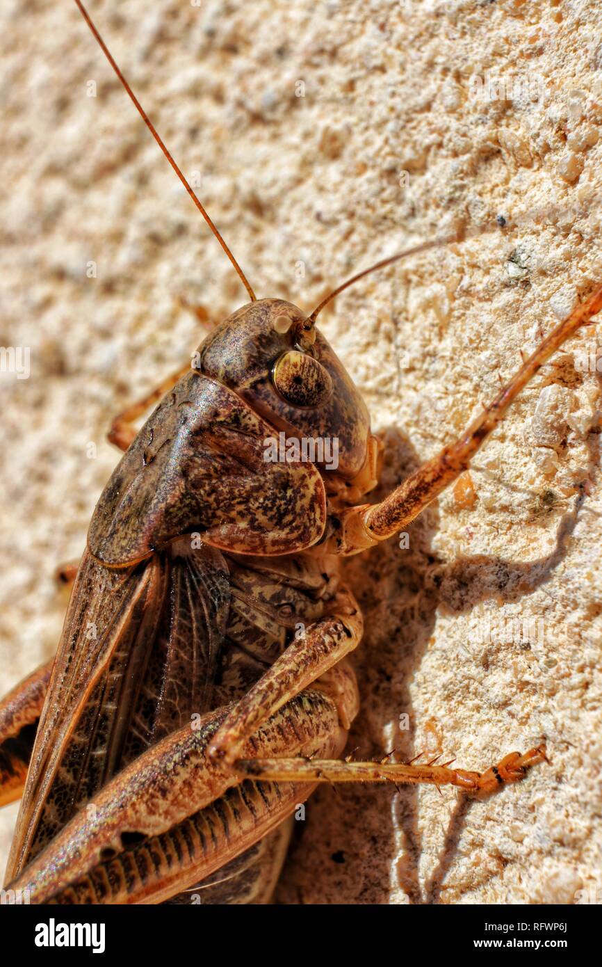 Anatomía del saltamontes fotografías e imágenes de alta resolución - Alamy