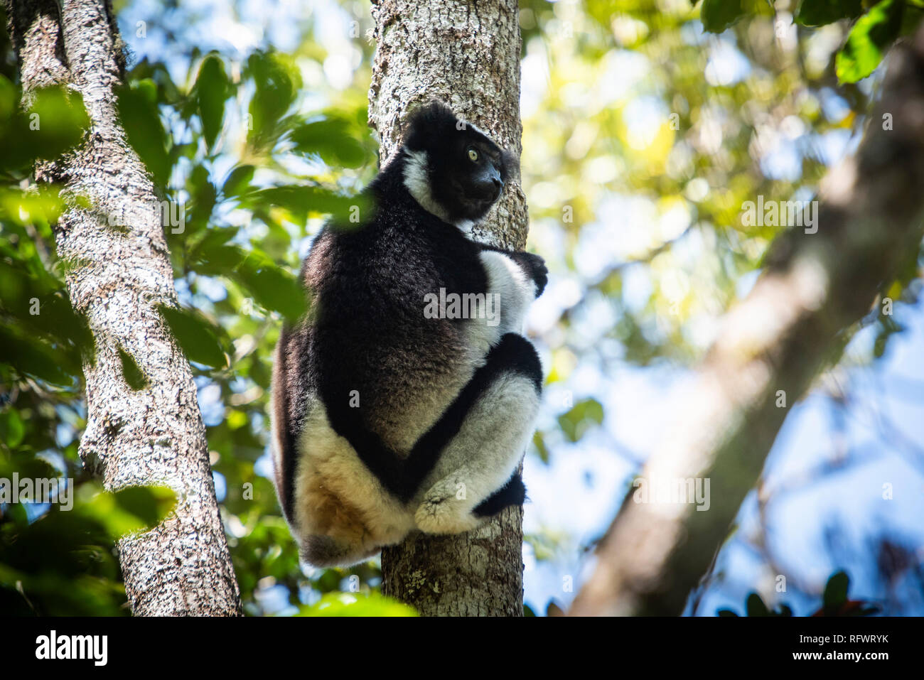 (Indri Indri Indri Lemur), el Parque Nacional de Andasibe-Mantadia, Madagascar, África Foto de stock