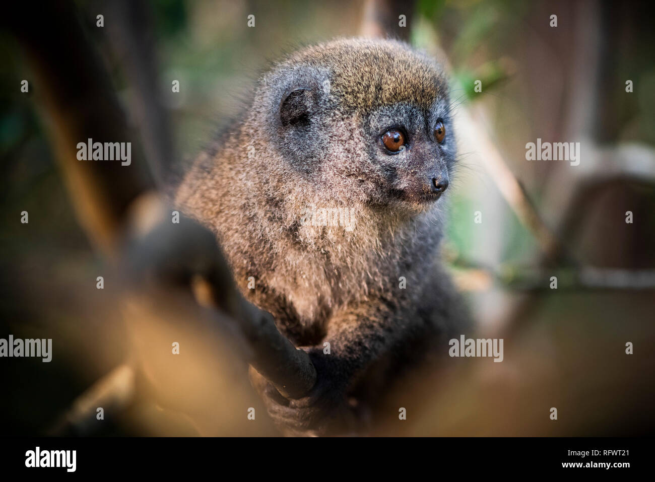 Lemur (Hapalemur Bambú gris), Andasibe, Madagascar, África Foto de stock