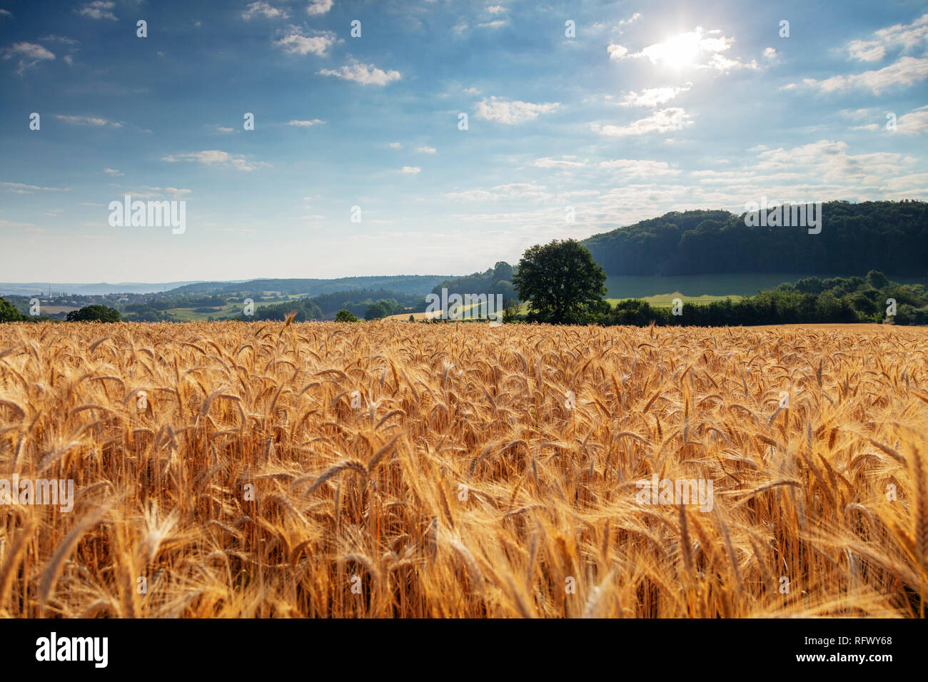 Campo de trigo, República Checa, Europa Foto de stock