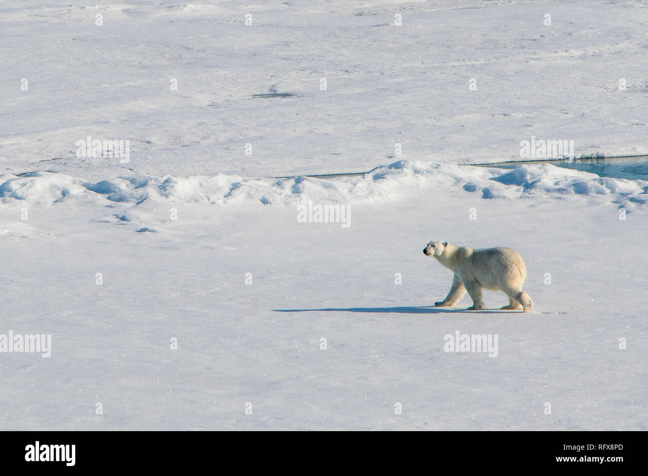 El oso polar (Ursus maritimus) en el alto Ártico cerca del Polo Norte, el Ártico, Rusia, Europa Foto de stock
