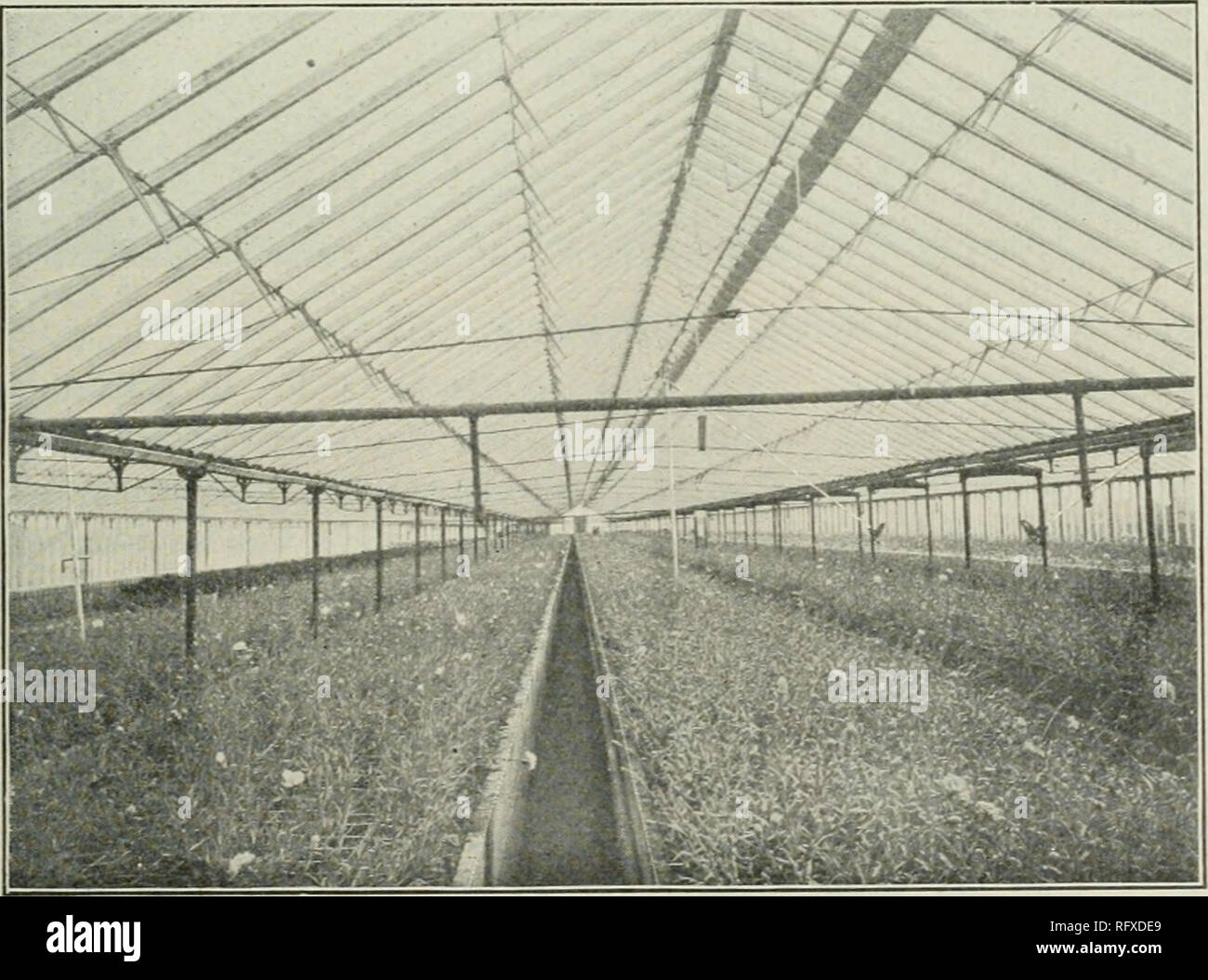 . El horticultor canadiense [mensual], 1905. Jardinería; publicaciones periódicas canadienses. El cultivo de flores POR EL THOUSAADS. lowed para tomar su lugar. Generalmente la raíz produce un número de estos retoños, pero en invernaderos, sólo uno está permitido permanecer, y el resto se corta cuando muy joven. Los chinos banano produce una menor y mayor montón de fruta de la India occidental, o árbol de banana. La fruta individual es también más corta y más gruesa que la de África y la India occidental tipo. En cuanto a su calidad, el veredicto general de los estudiantes y otros miembros de la universidad y el Instituto Macdonald, entre los cuales Foto de stock