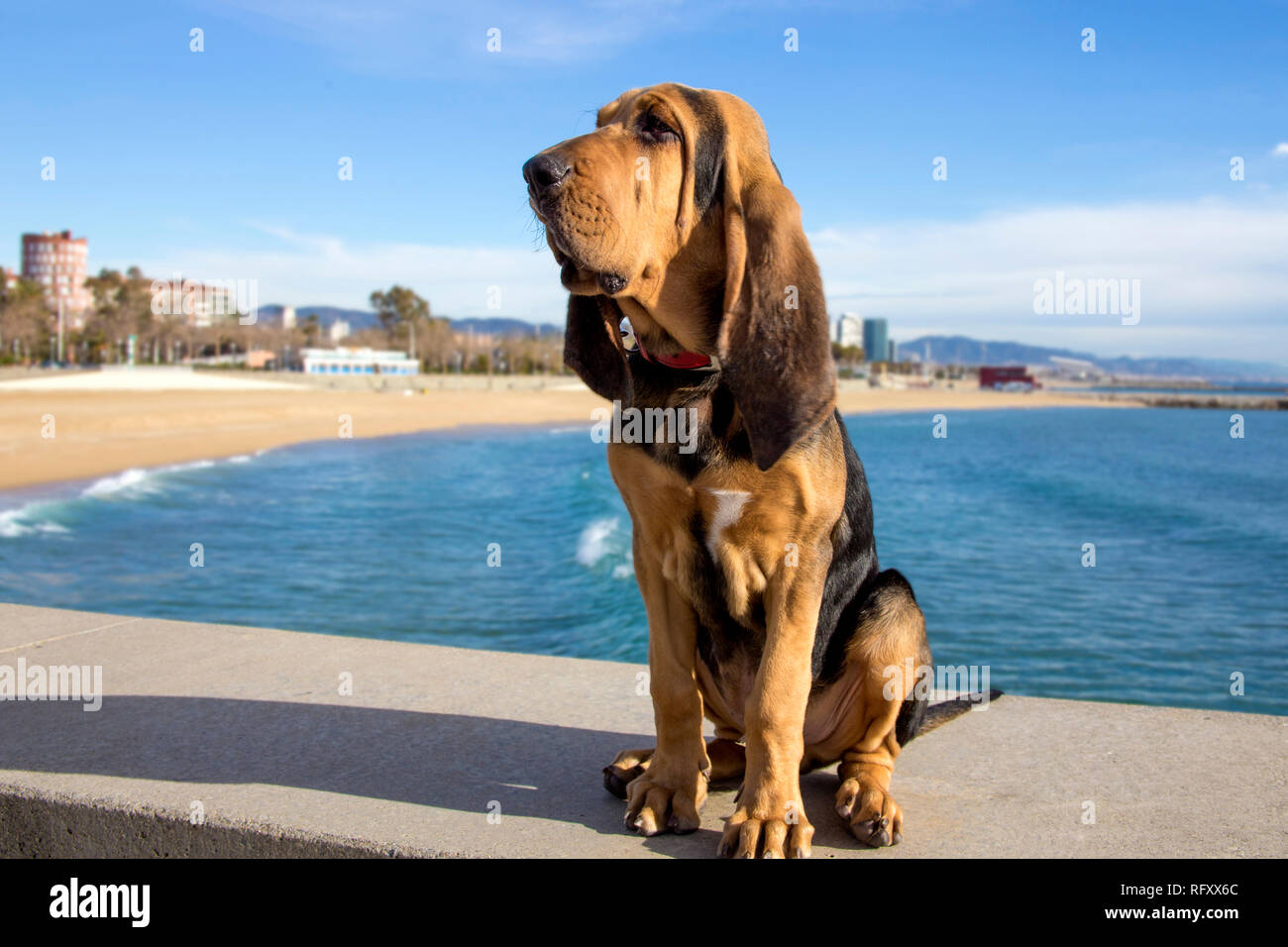 Un hermoso cachorro sabueso a los 5 meses se asienta en el fondo del mar en un día soleado. Foto de stock