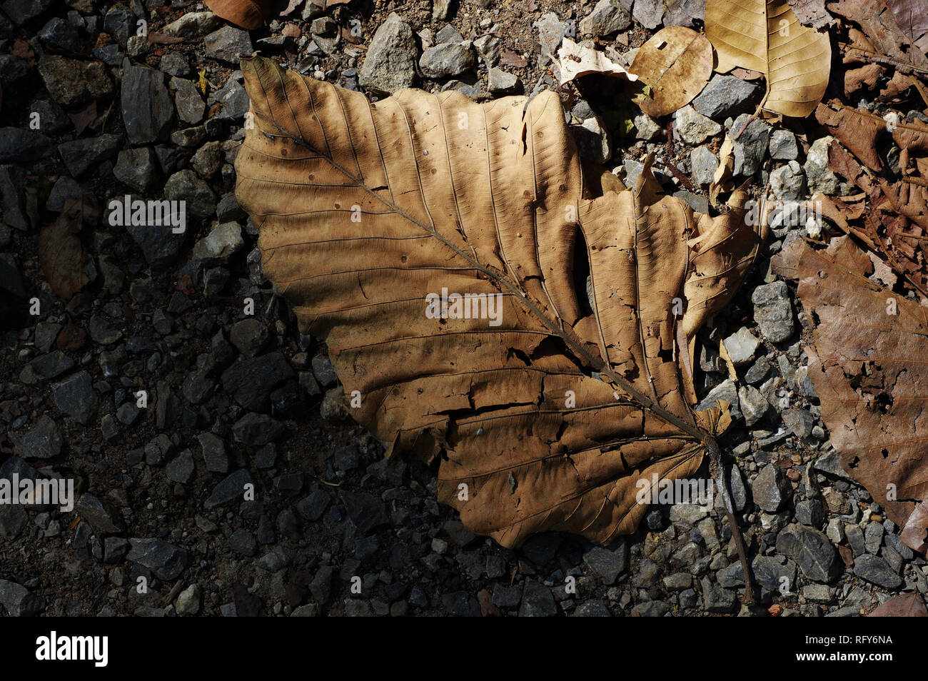 Las hojas caídas son la degradación en la arena Foto de stock