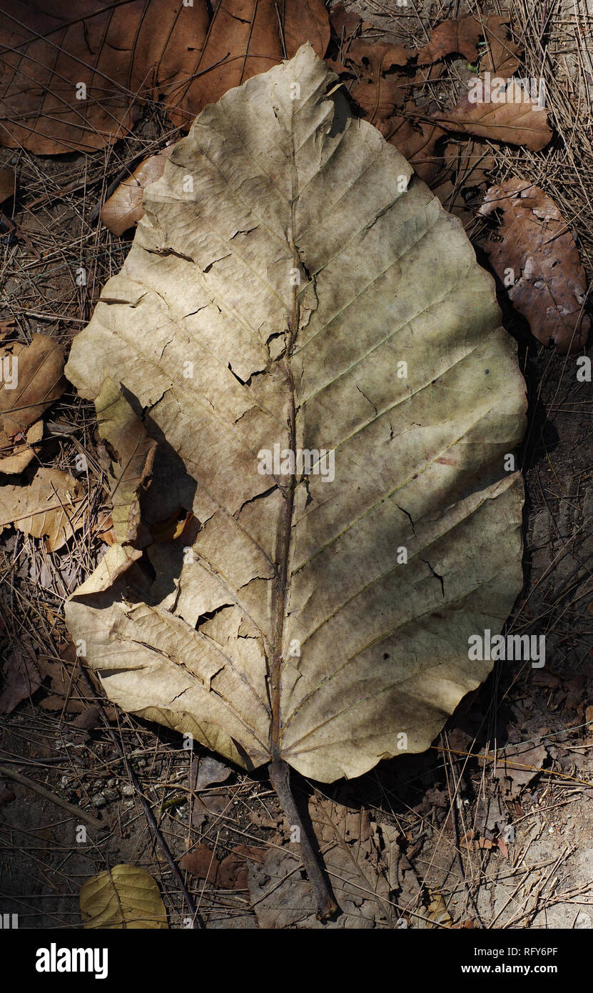 Las hojas caídas son la degradación en la arena Foto de stock