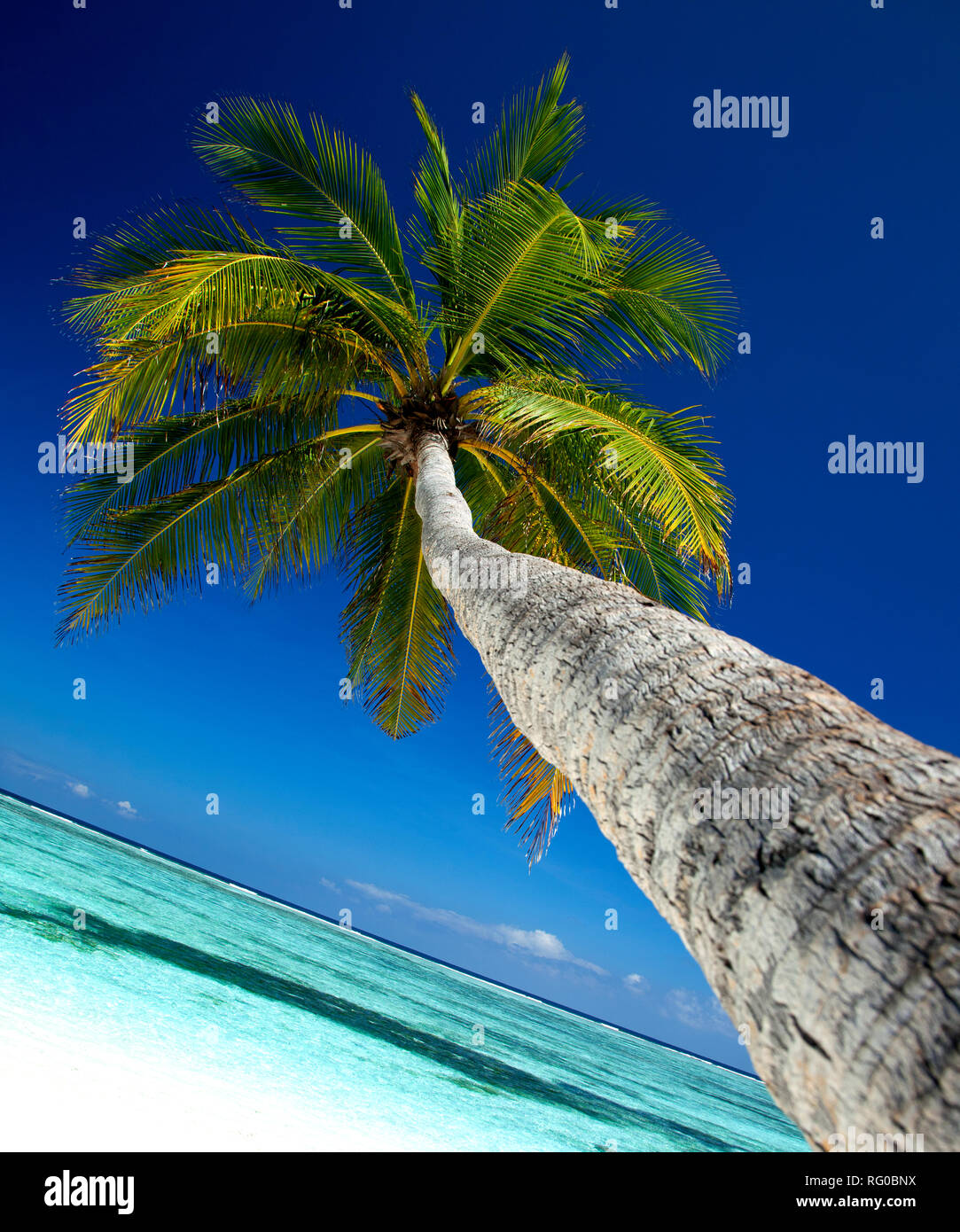 Palm Tree ( ) de alto contraste, Meeru Island, Maldivas, Océano Índico Foto de stock