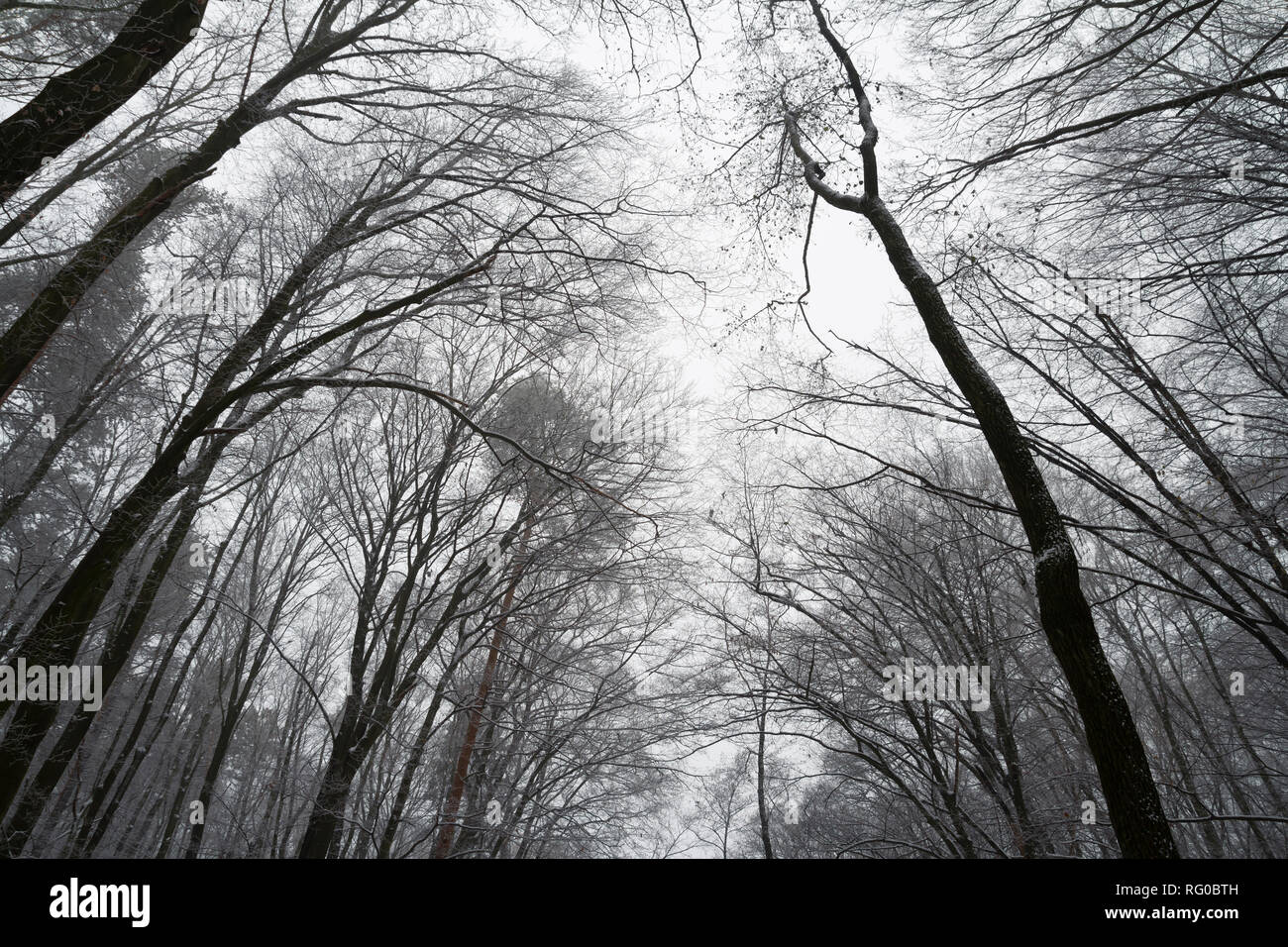 Deshojado árboles Forestales La Silueta De Los árboles En El Bosque Bajo ángulo De Visión 7863