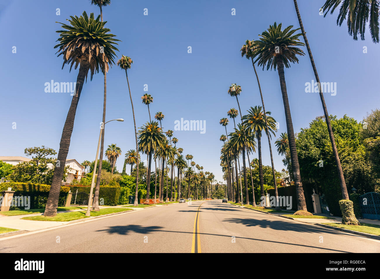 La famosa Beverly Hills las palmas en un día soleado Foto de stock