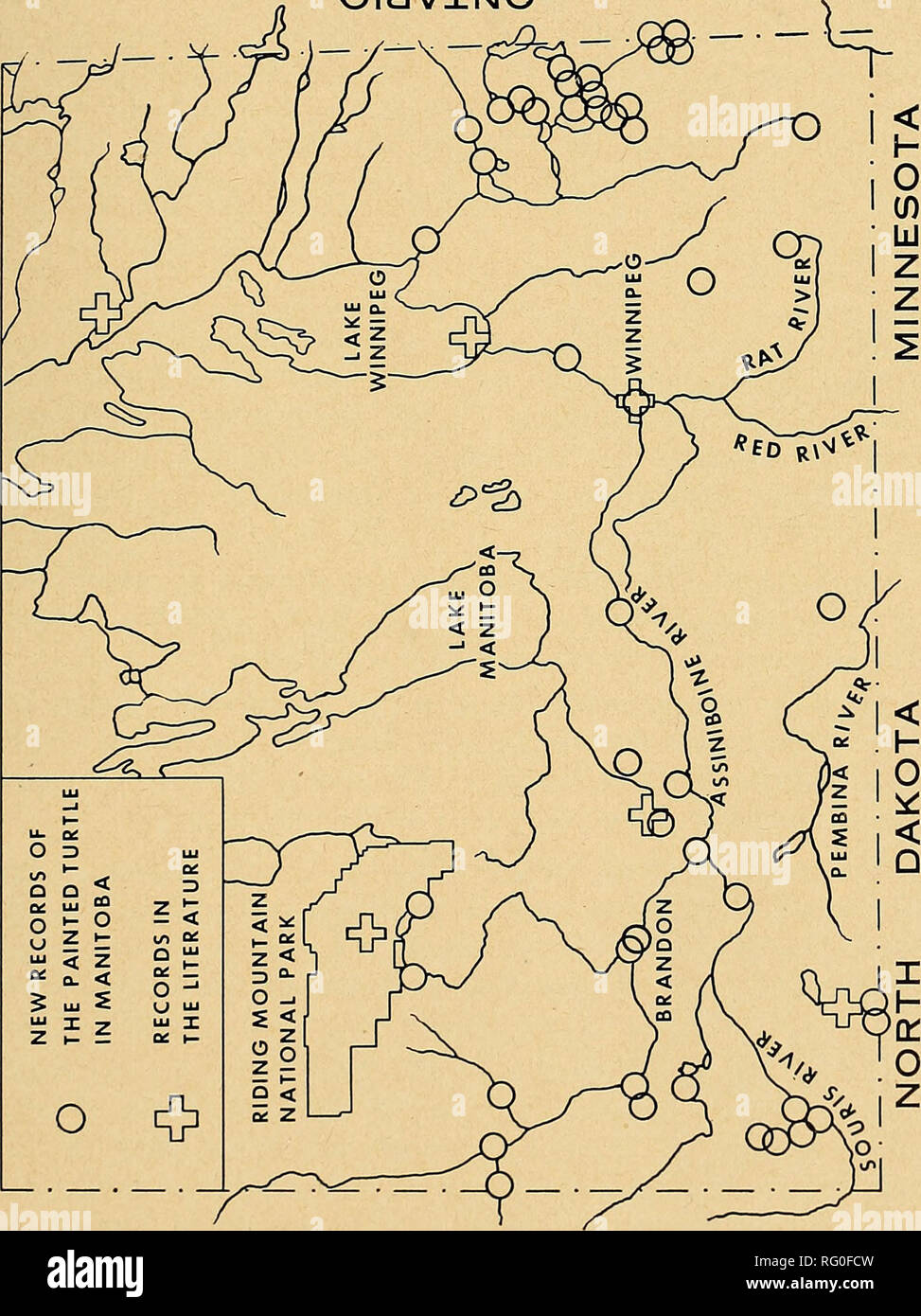El campo canadiense-naturalista. 1958: Western aves tortuga pintada 29  SouRis sistema fluvial. La cornamenta Creek (J. Serafín a través de G. W.  Malaher, R. Sutton), Cornamenta Creek en la intersección con