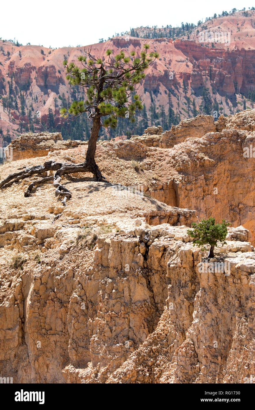 Árboles y pájaros en Bryce Canyon en los Estados Unidos de América Foto de stock