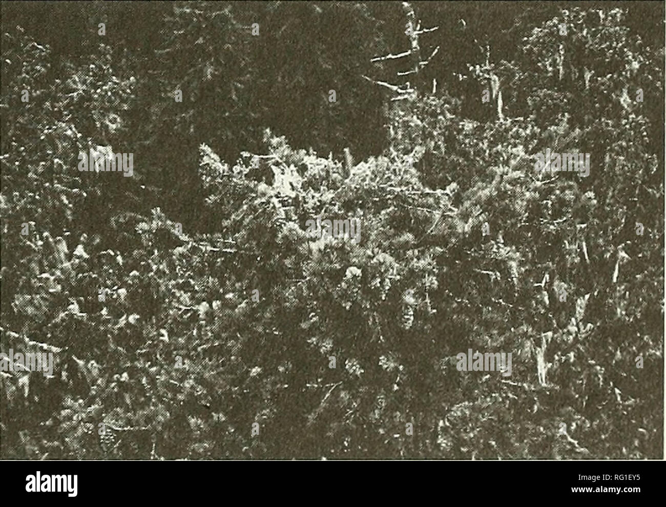 . El campo canadiense-naturalista. Figura 1. Las larvas de Lophocampa argentata, La Plata manchada de Tiger Moth, marzo de 1996. Nota el desarrollo inicial de setal tufts en los segmentos abdominales dorsales, estos setal tufts están bien desarrollados en estadios posteriores. resurveyed el 19 de diciembre de 1996, pero no se observaron colonias. Sitio de estudio y métodos El estudio se localiza en la Thorton T. Munger Investigación, un área natural de 478 hectáreas de crecimiento viejo Douglas firAVestem cicuta bosque dentro del bosque Experimental de Wind River, Gifford Pinchot National Forest, Estado de Washington, EE.UU.. La altitud es de 355 metros, una Foto de stock