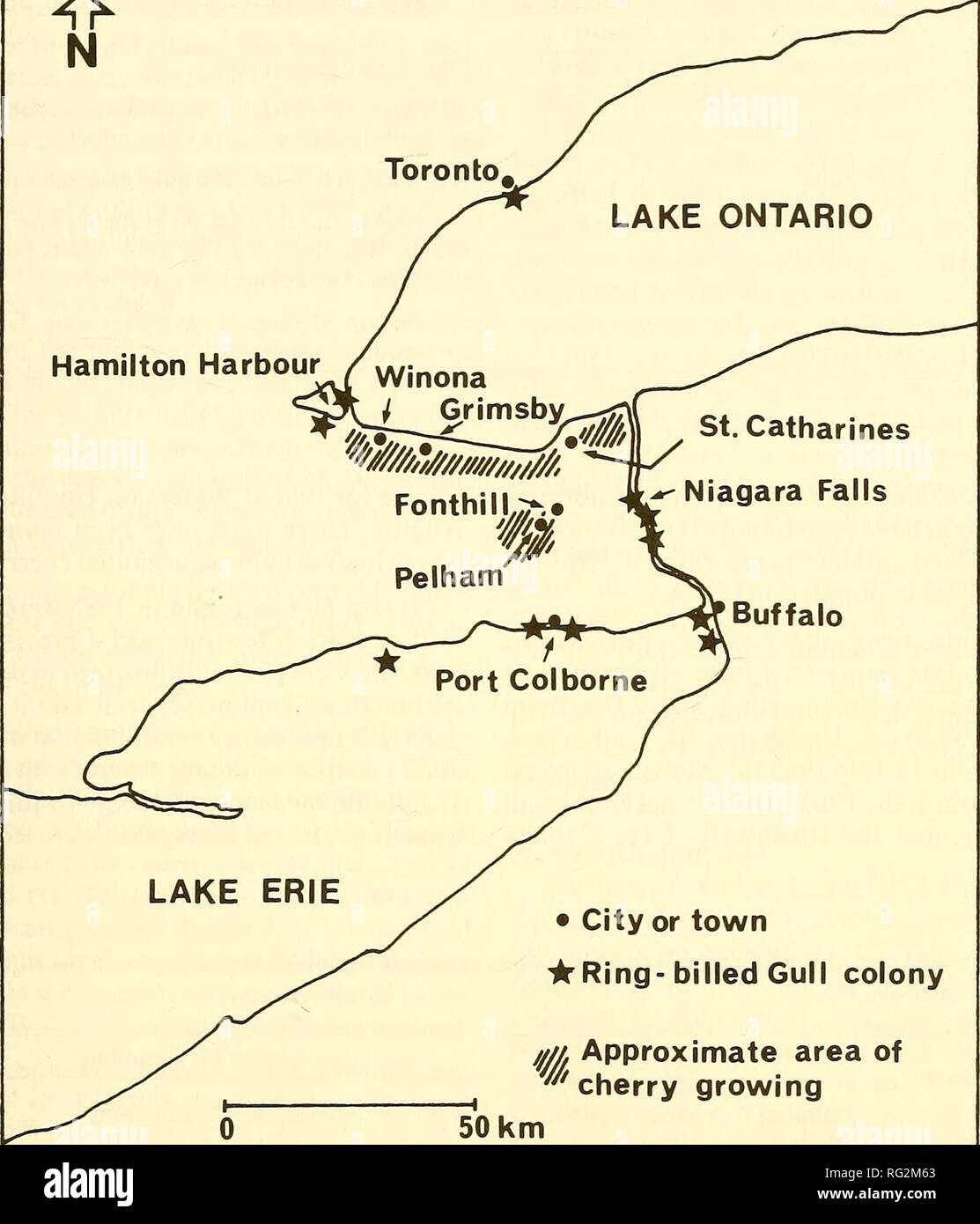 spirit bolsagage info