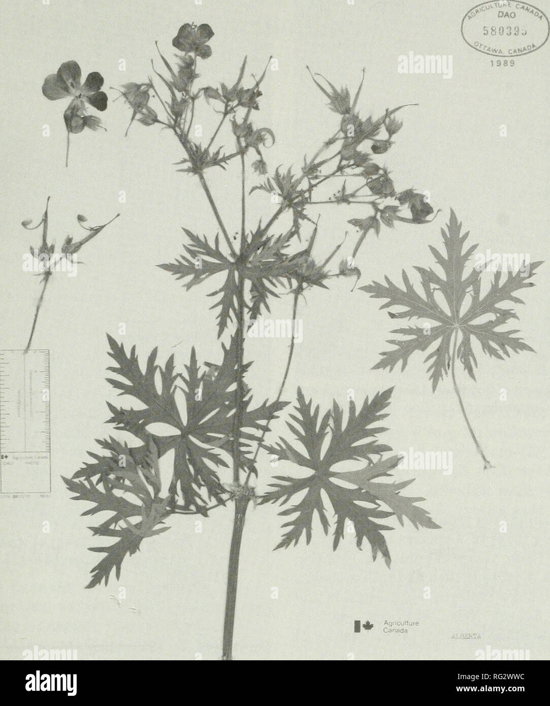 . El campo canadiense-naturalista. 1990 Notas 601. Figura 1. Fotografía de espécimen de Geranium pratense [G. 88105 W. Dispersión Edmonton, Alta. (DAO)]. En el herbario del centro de investigación biosistemática (DAO) hay un espécimen de una flor blanca- forma de G. pratense crecido por el Dr. George Turner en Fort Saskatchewan, unas pocas millas al noreste de la ciudad de Edmonton. En el sitio de Edmonton, alrededor de 120-150 plantas típicas de la malva- forma de flores G. pratense fueron encontrados. Estas plantas pueden haber escapado de un antiguo jardín desde otras dos plantas cultivadas Saponaria officinalis L., Soapwort o rebotar apuesta {Scat Foto de stock