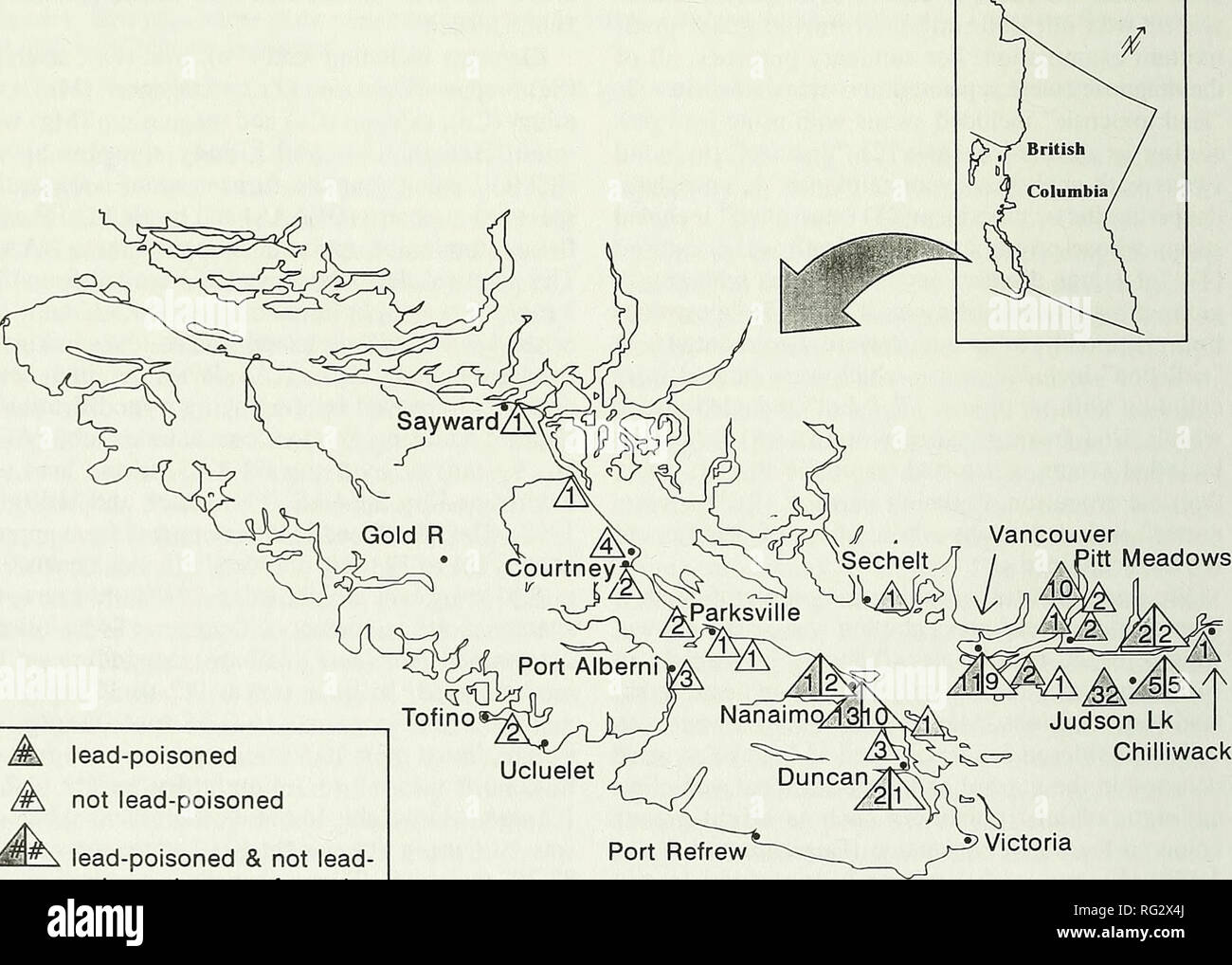 . El campo canadiense-naturalista. 206 El Canadian Field-Naturalist Vol. 112 Judson Lago incidente, 1992 Judson lago pantanoso superficial es un cuerpo de agua de aproximadamente un kilómetro de longitud situada en la frontera entre Estados Unidos y Canadá al sur de Abbotsford, Columbia Británica (49° 00' y 122° 21'). El lago está cercada por las granjas de fruta, pastos y algunas propiedades residenciales; existe un mínimo de la caza en o alrededor del lago. Veintinueve Trumpeter Swan cadáveres se recopiló a partir de Judson Lago entre 29 de febrero y el 15 de marzo de 1992. Además, tres cisnes enfermos fueron capturados y llevados a un wildlif Foto de stock