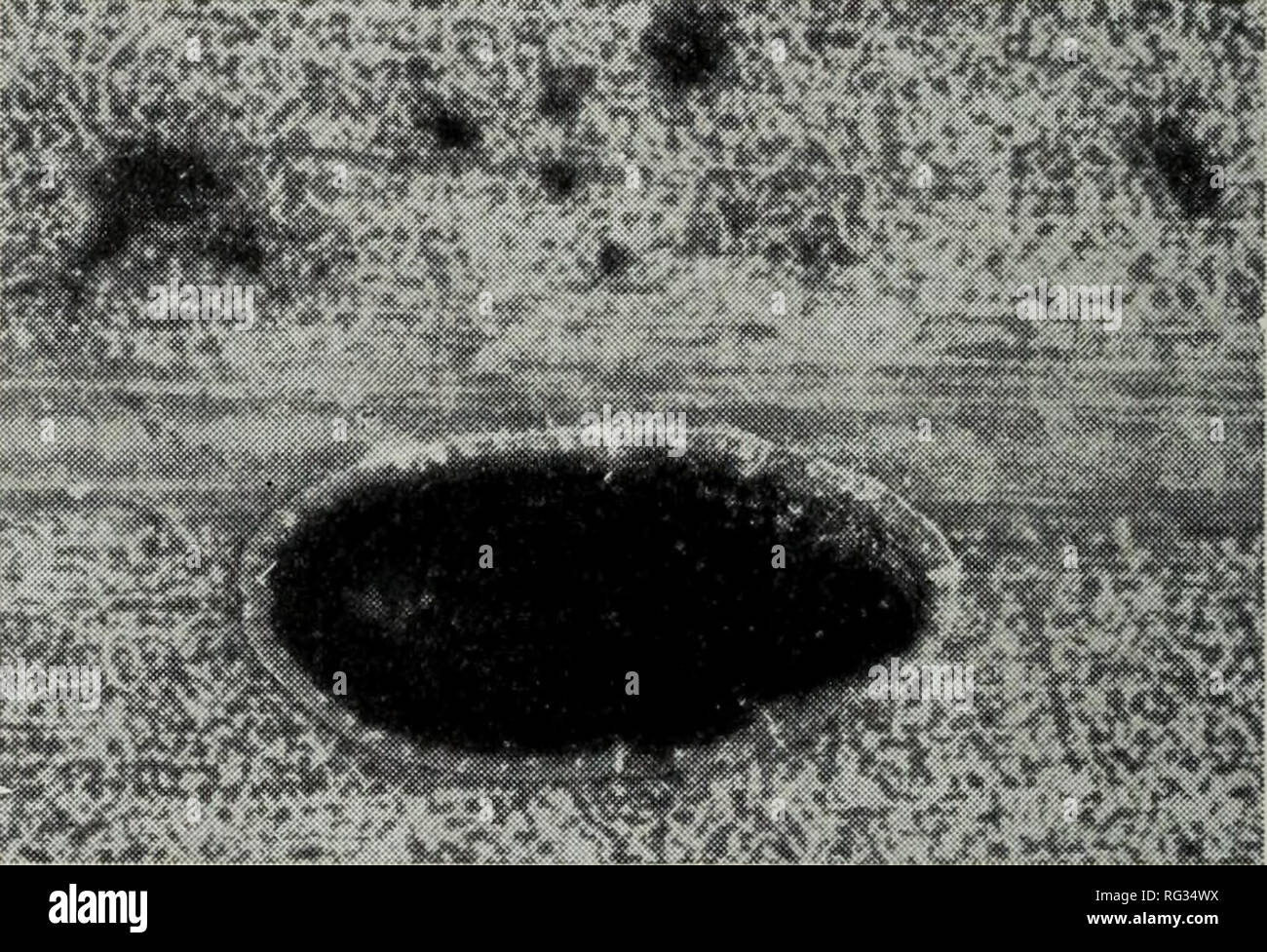 . Las plagas de invernaderos de California y su control. Las pestes del insecto; plantas de invernadero. Fig. 31. Las hembras adultas de la escala hemisférica sobre helecho. apariencia moteada. Que viven los jóvenes son producidos. Es principalmente una peste del invernadero, aunque también es destructivo fuera- puertas en California. Prácticamente todos los tipos de plantas de invernadero sirven como anfitriones. Escala hemisférica, Saissetia hemis- phaerica (Targioni). Las hembras adultas son fuertemente convexa, dura, de color pardo, lisa y brillante. La piel está cubierta con diminutas, redondo, zonas pálidas. La subsuperficie de la hembra forma una copa como un motivo de una gran cantidad de huevos pilas u Foto de stock