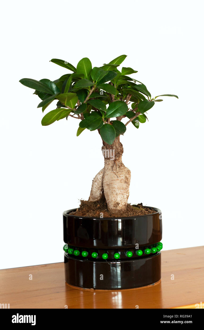 Vista de cerca de un hermoso Bonsai Ficus Ginseng en una olla negra