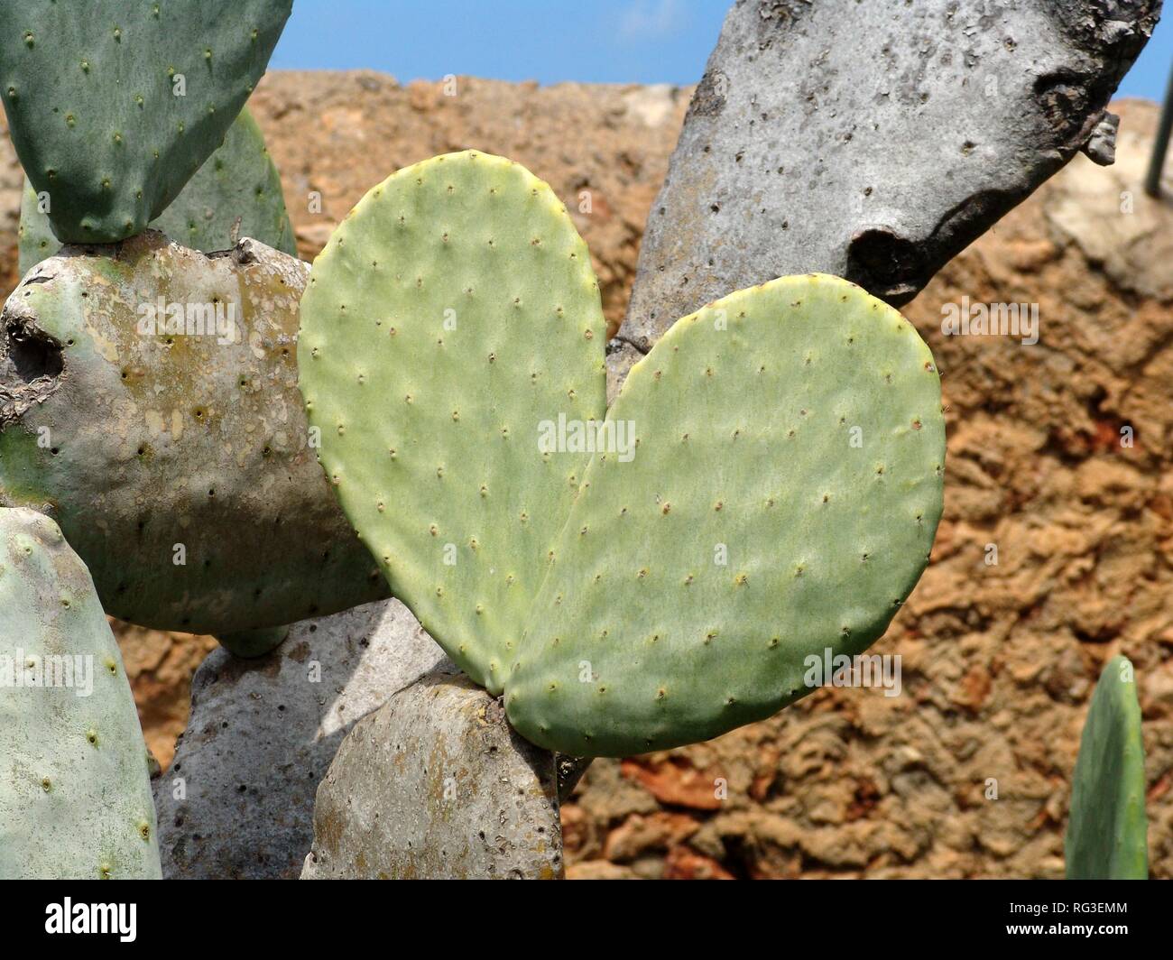 ESP, España, Islas Baleares, Mallorca : hojas de un cactus en forma de corazón. Foto de stock