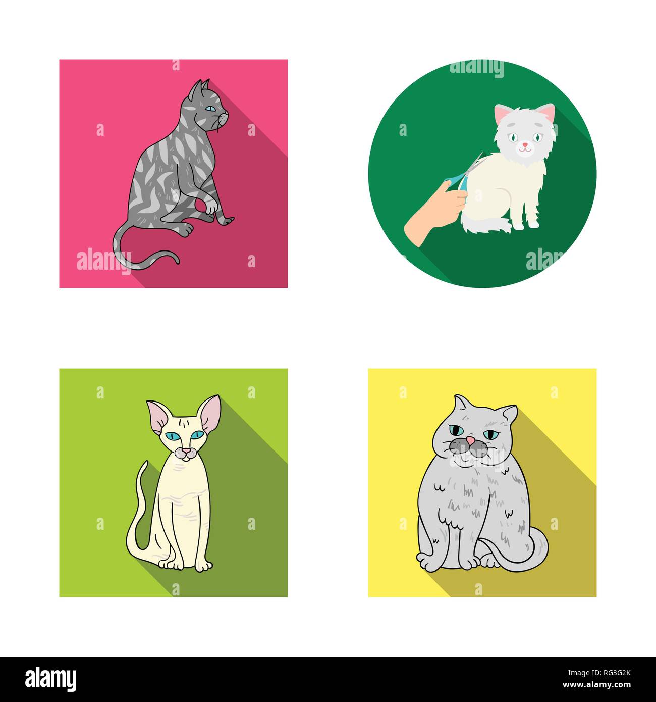 Blanca,sentado,animal,personaje,raza,pet,sphynx,siameses,diversión,cola