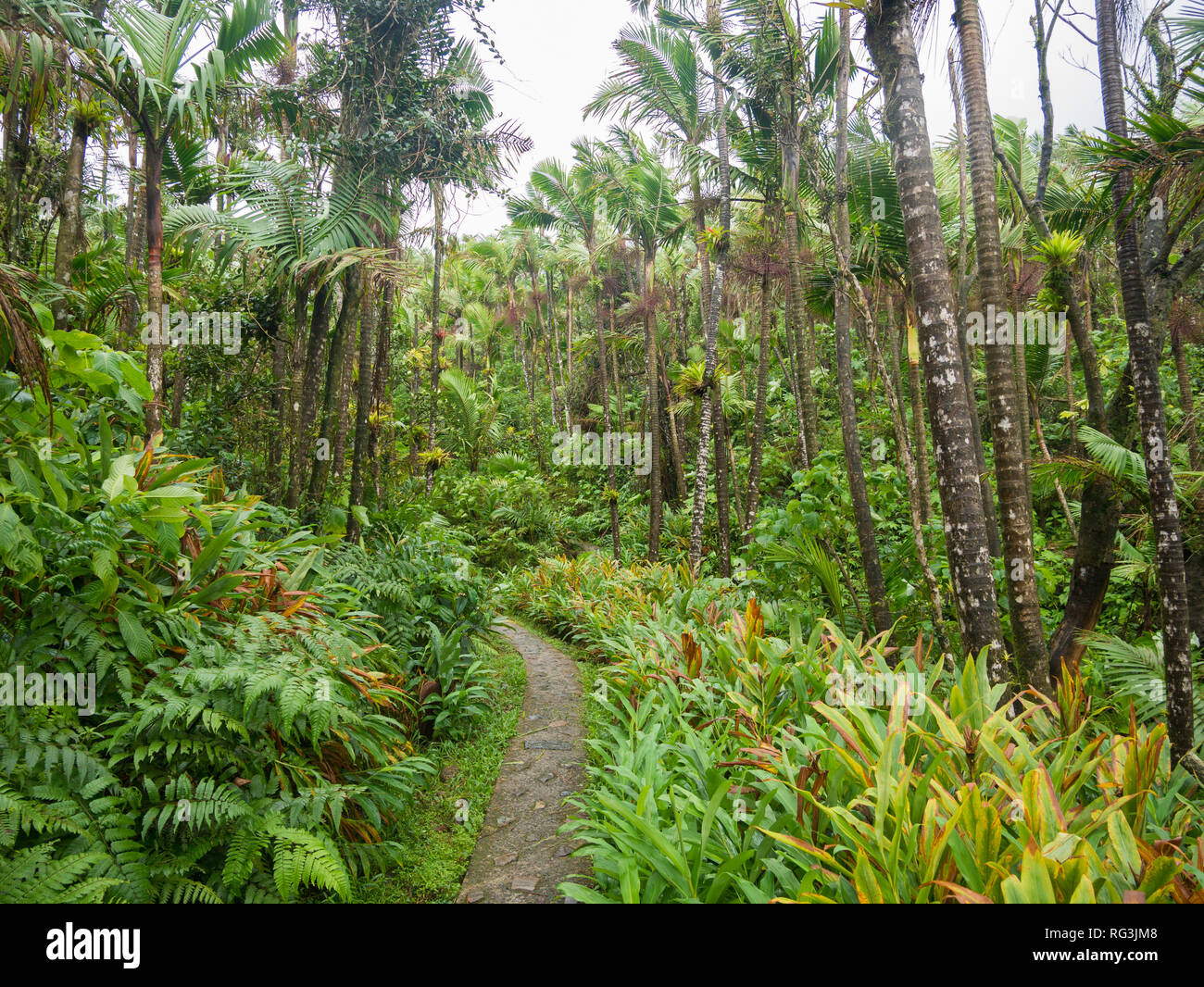 Estrecho camino aunque El Yunque bosque tropical de Puerto Rico Fotografía de stock Alamy