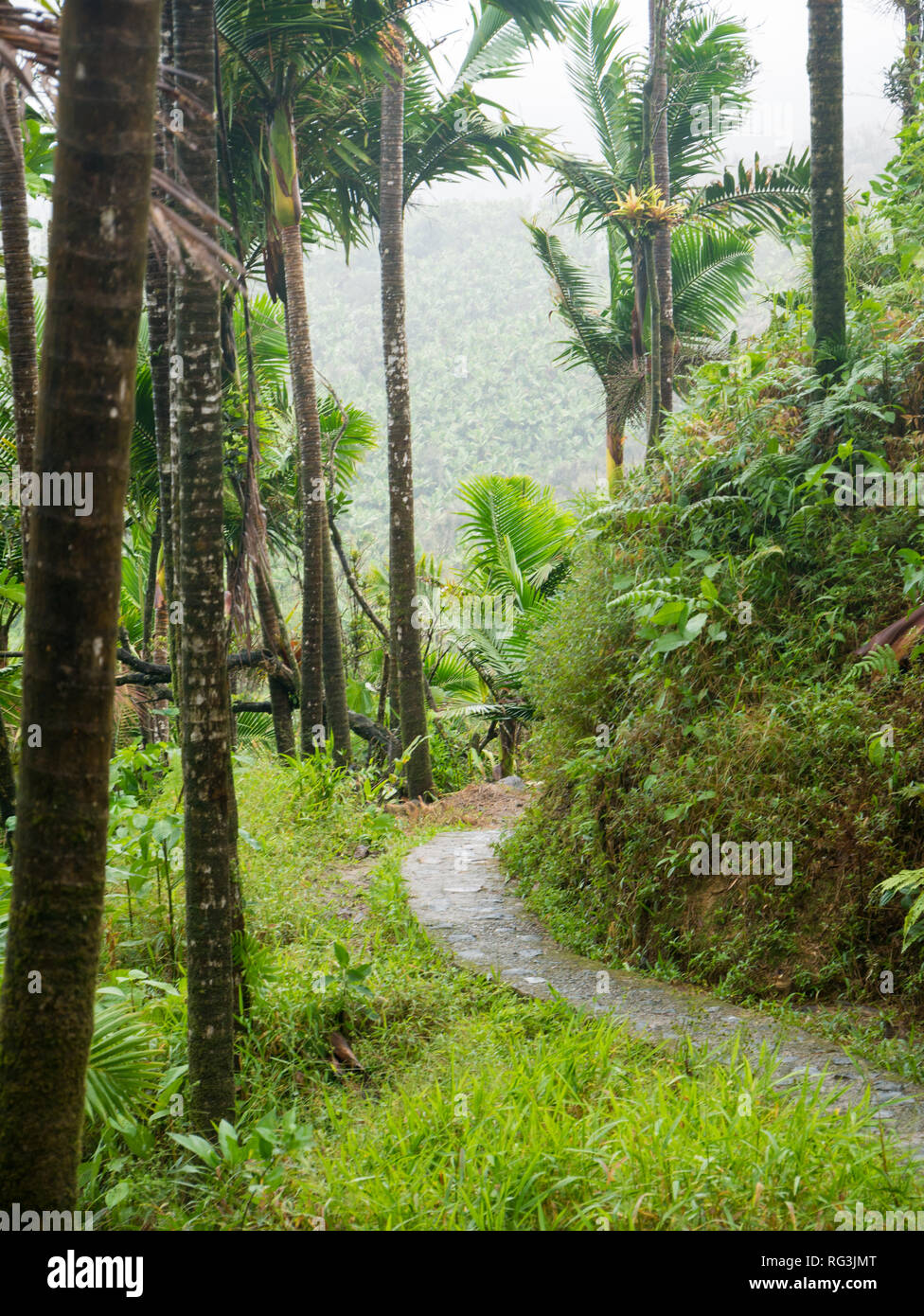 Estrecho camino aunque El Yunque bosque tropical de Puerto Rico