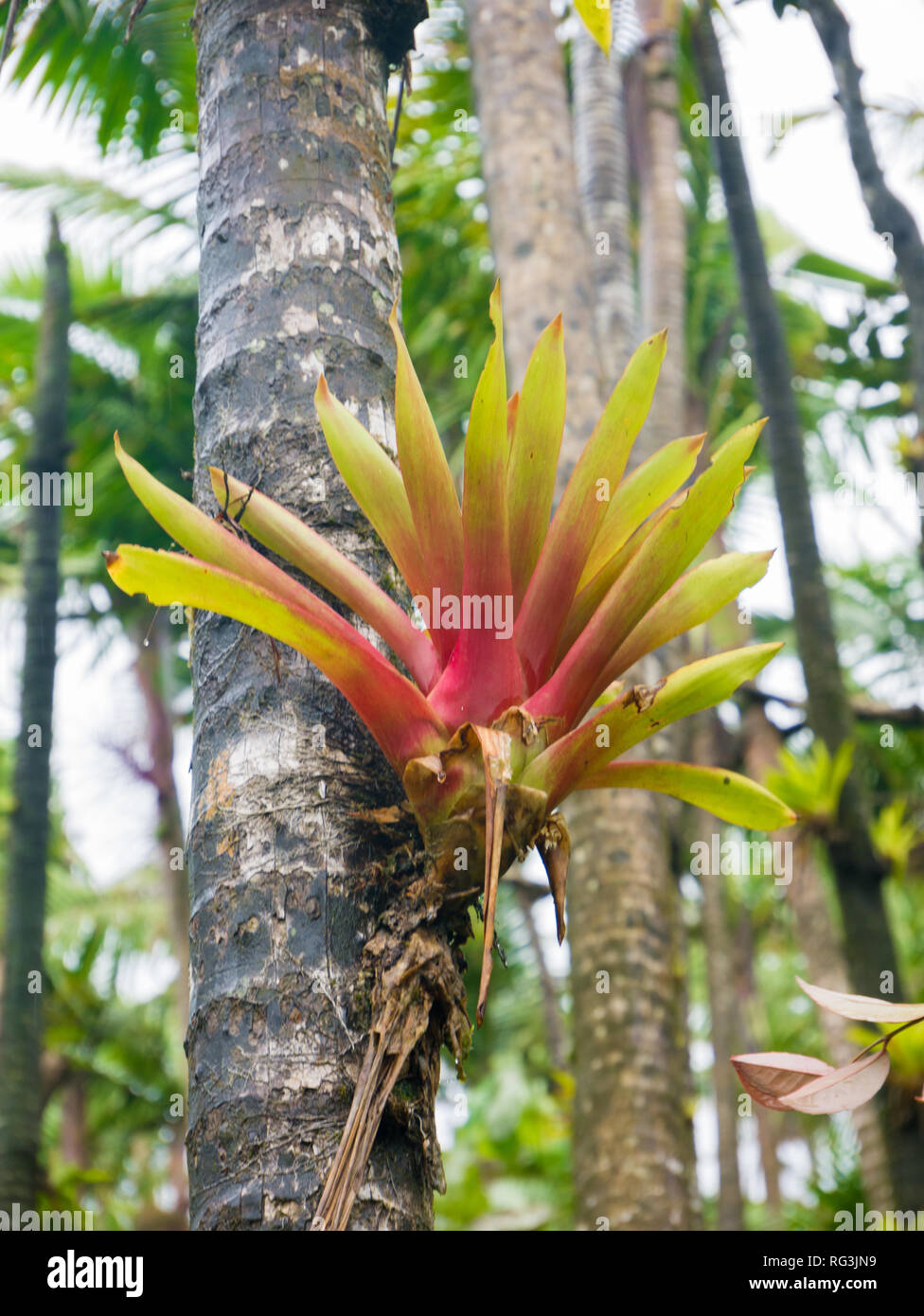 Vista aérea de la vegetación tropical en el Bosque Nacional El Yunque en Puerto Rico Fotografía