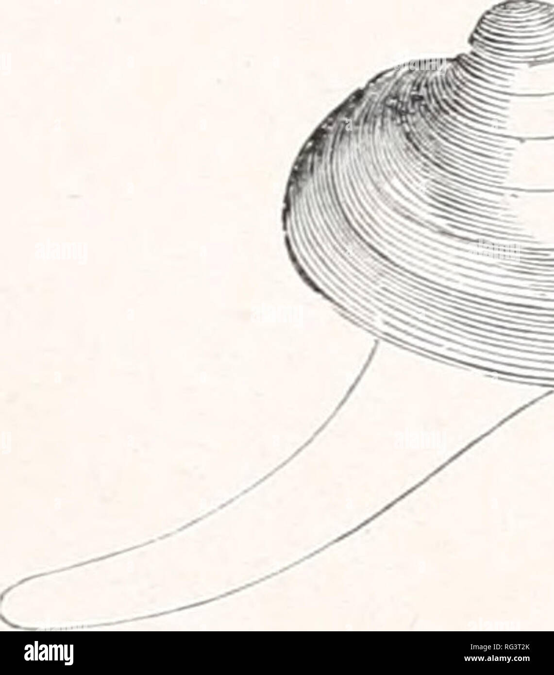 . El campo canadiense-naturalista. Abril, 1920] La Canadian Field-Naturalist 71 especies. Parece ser intermedio entre los dos géneros, pero lleva en la mayoría de los casos los pequeños picos ahuecados de Musculium distintivas. Fig. 3. IMusculium transversum. M. transversum abunda en el Rideau Canal, a lo largo de la orilla derecha, justo encima de la de- lavar en Hartwell las cerraduras, y en el Lava-auto. Este es el único Sphaerium o Musculium he notado hasta que la descarga es alcanzado, cuando unos pocos S. símil puede ser encontrado. Bajar el río, no es infrecuente en los rápidos, cerca del Puente de facturación. En t Foto de stock
